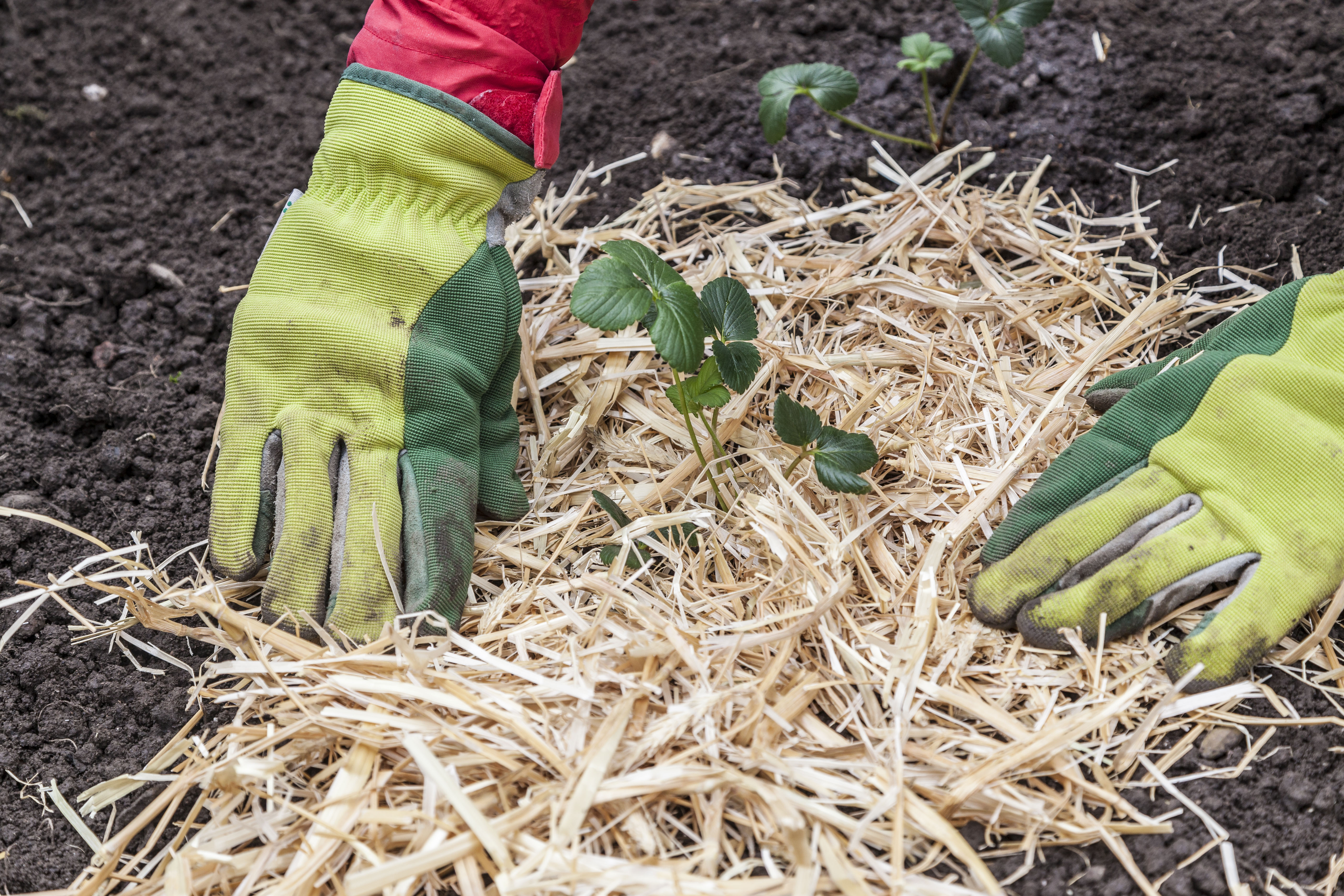 Behandschuhte Person mulcht Erdbeerpflanze im Beet mit Stroh