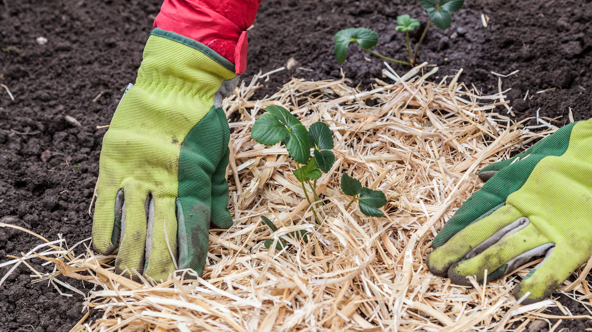 Behandschuhte Person mulcht Erdbeerpflanze im Beet mit Stroh