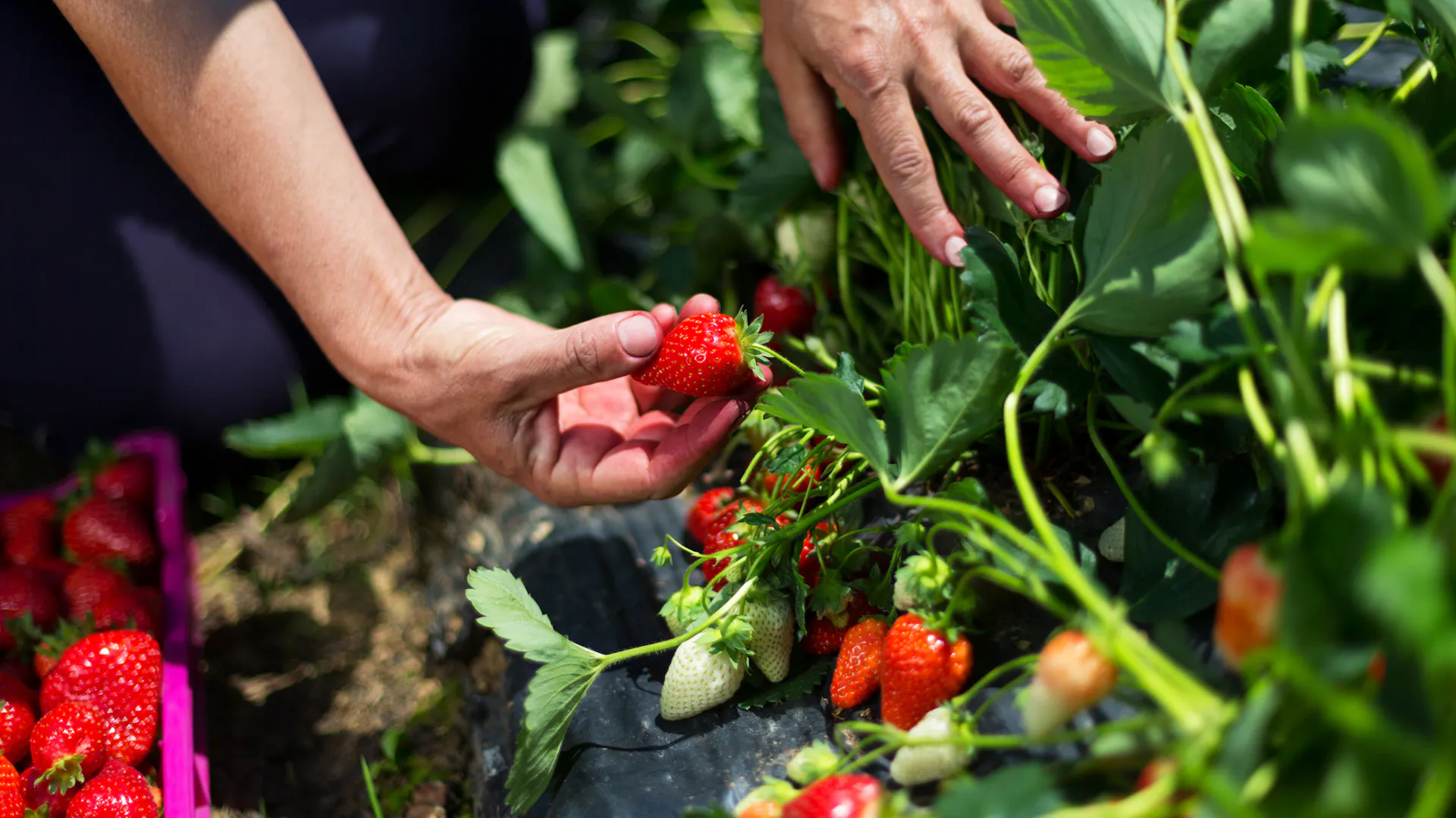 Person erntet Erdbeere aus dem Beet.