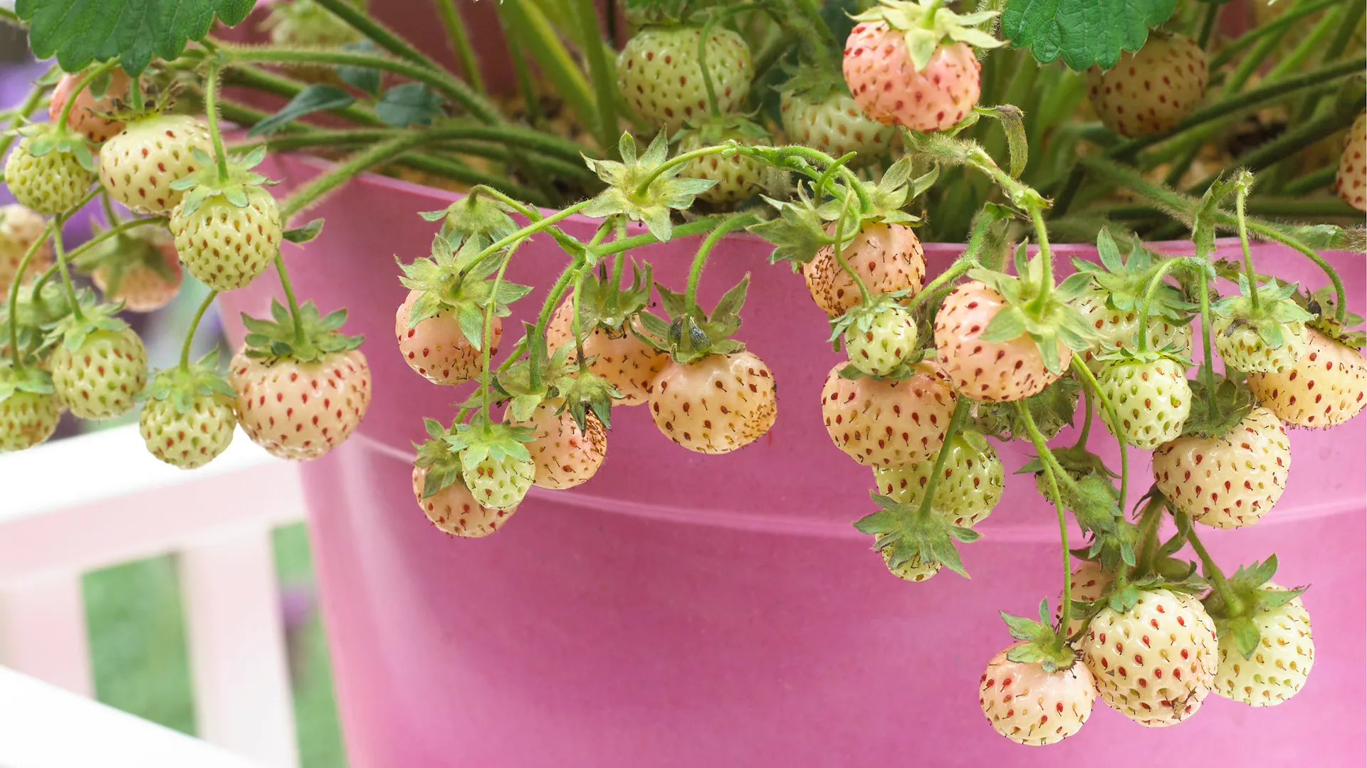 Weiße Ananas-Erdbeeren im Topf