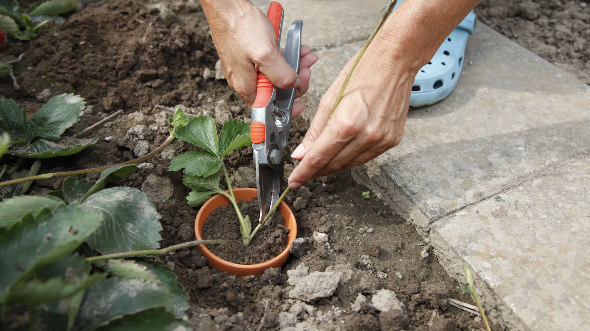 Person schneidet mit Gartenschere Ausläufer von Erdbeerpflanze ab.