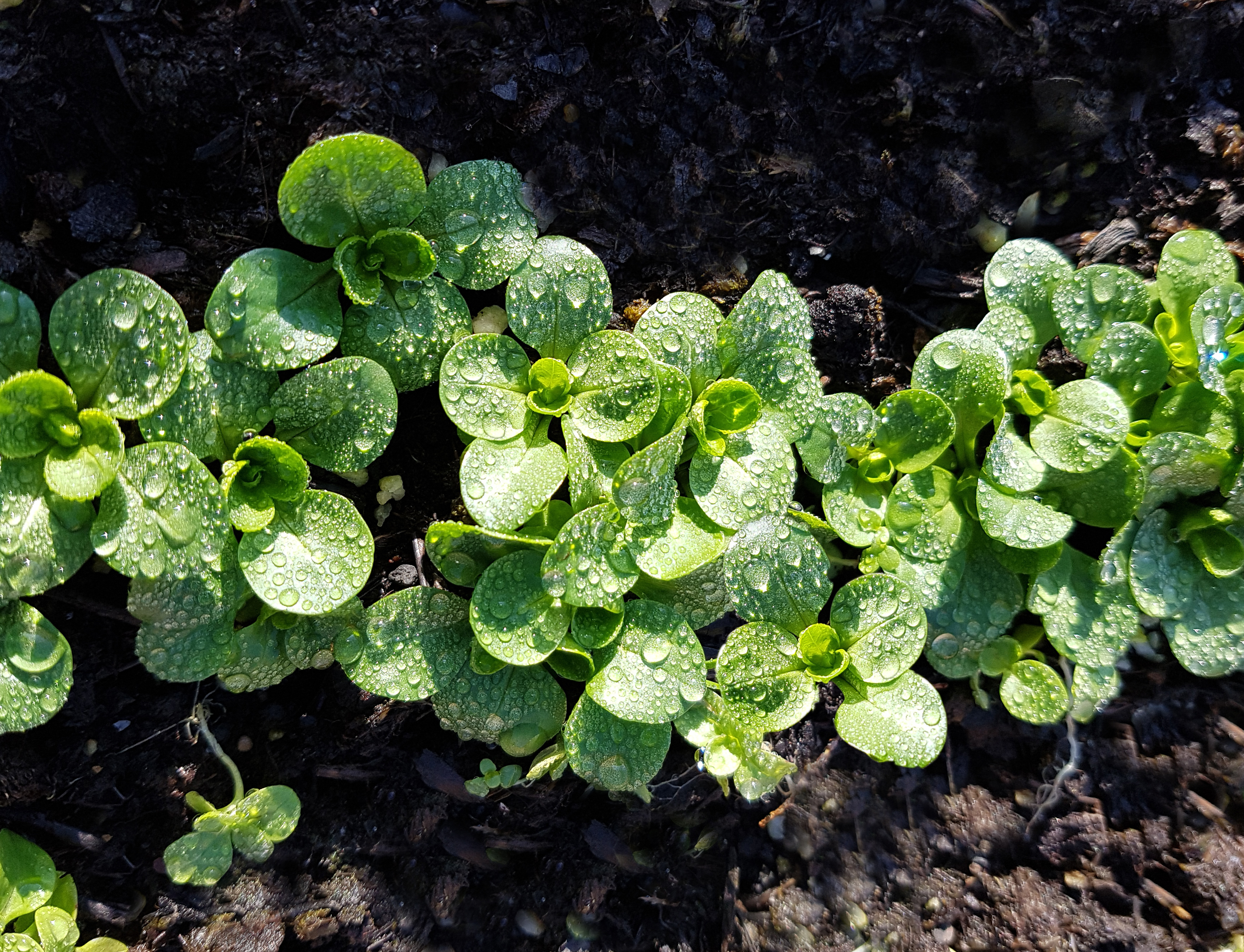 Feldsalat in der Sonne