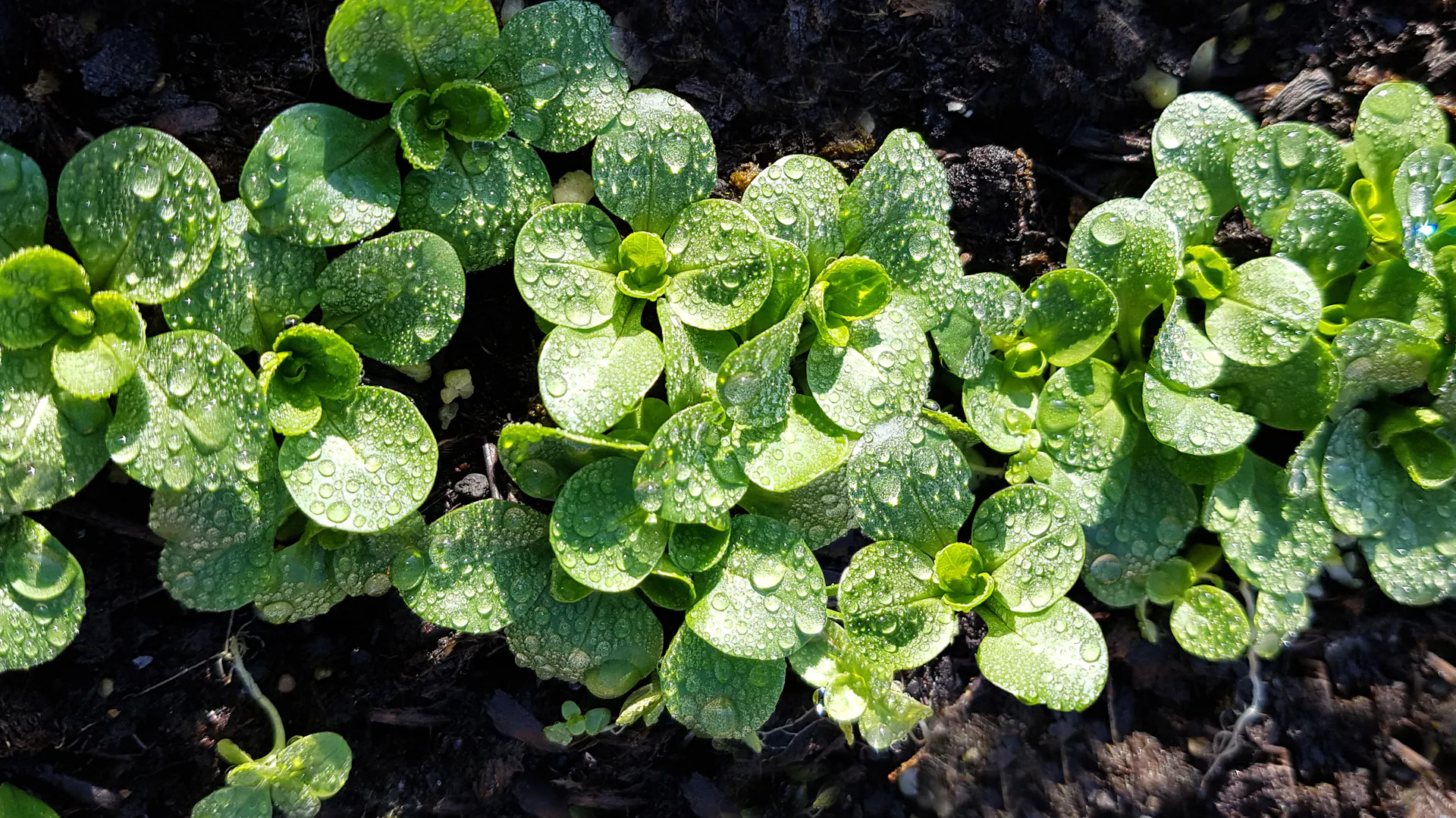 Feldsalat in der Sonne