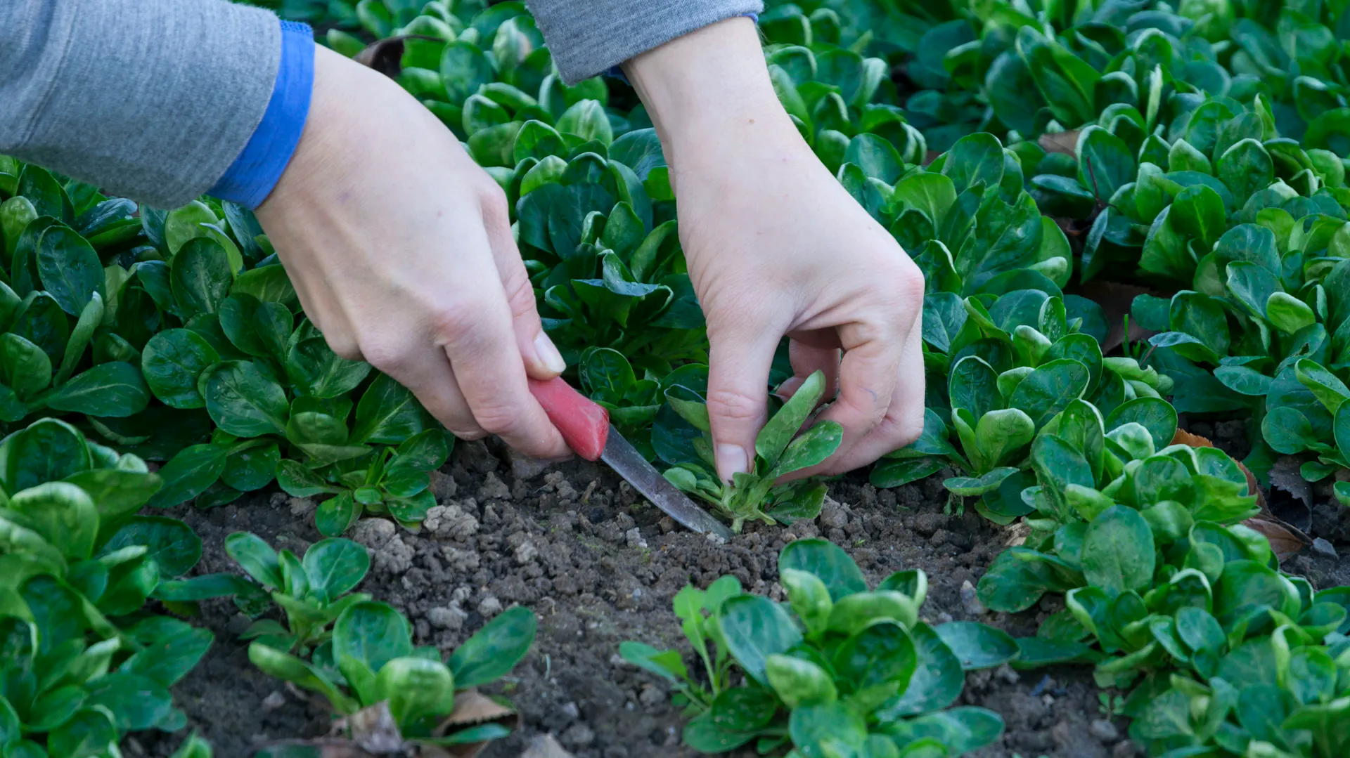 Person erntet Feldsalat mit Gemüsemesser