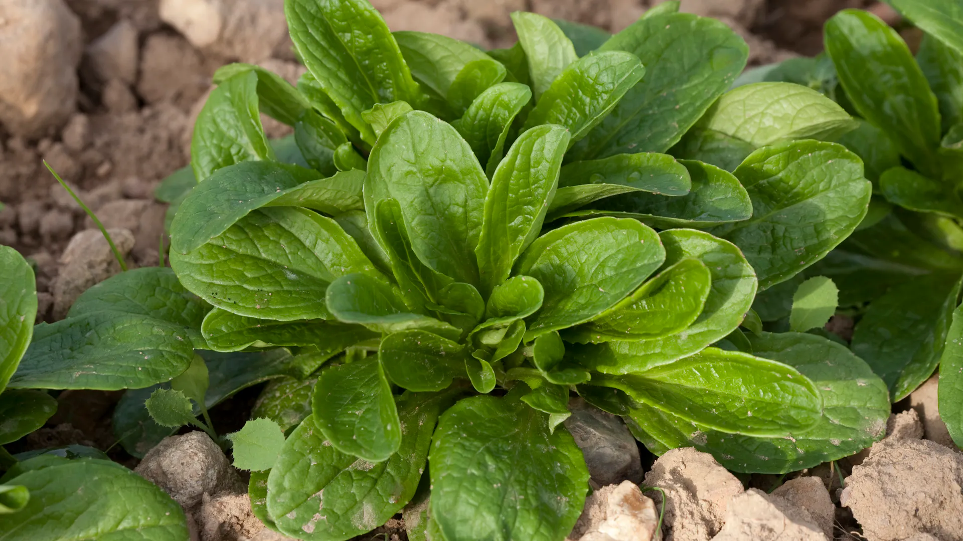 Feldsalat der Sorte Granon