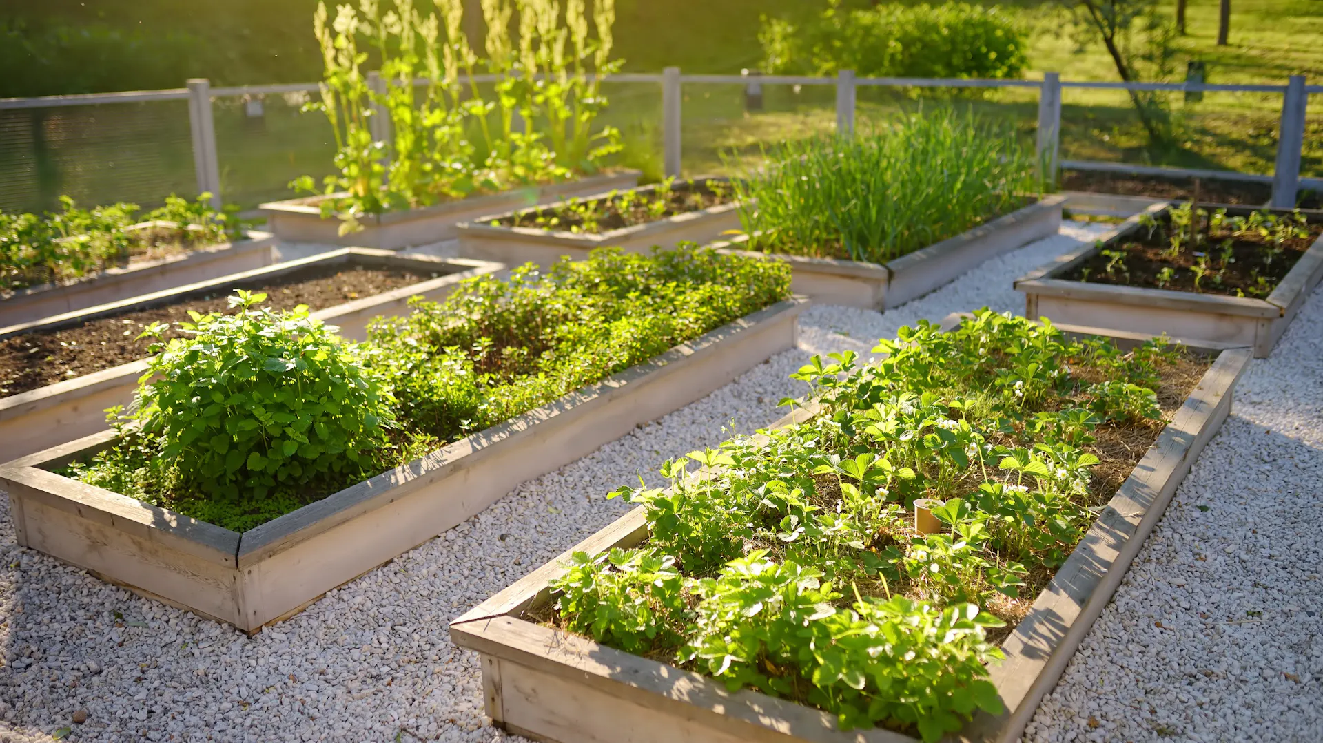 Eingefasste, bepflanzte Beete in einem Gemüsegarten