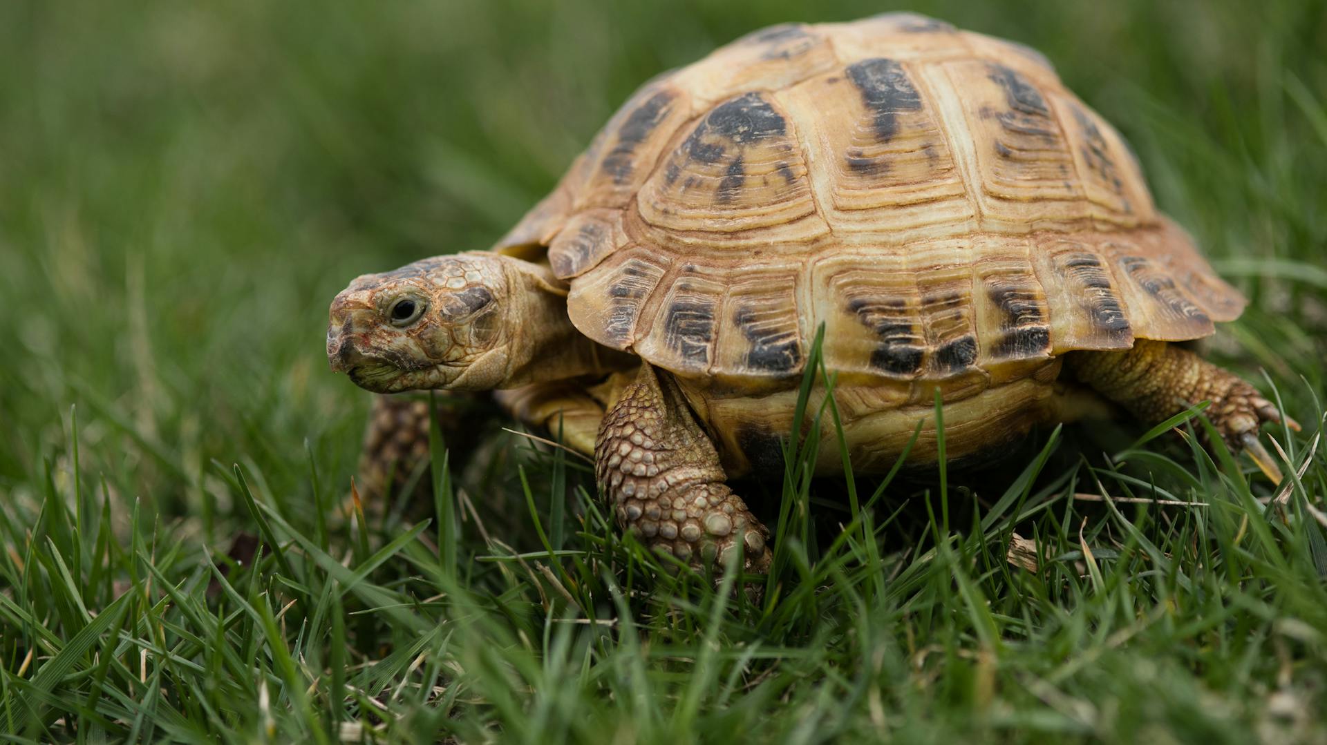 Schildkröte im Gras