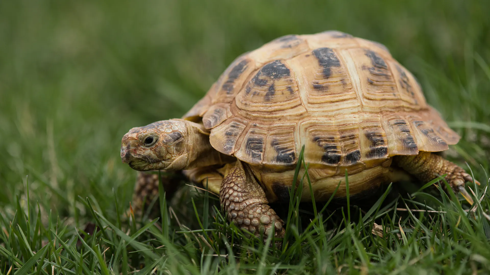 Schildkröte läuft im Gras
