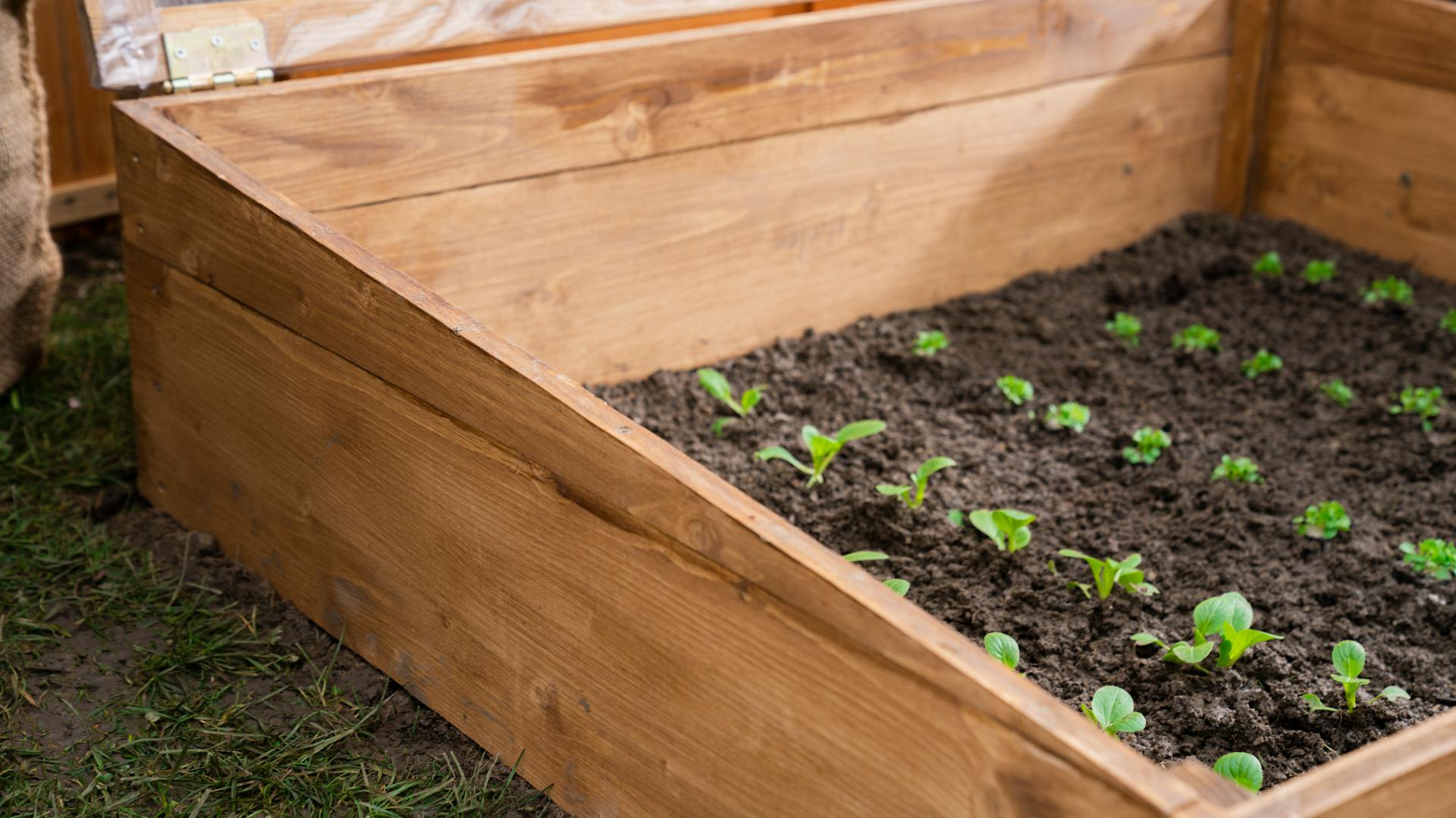 Fiatal növények a melegágyban