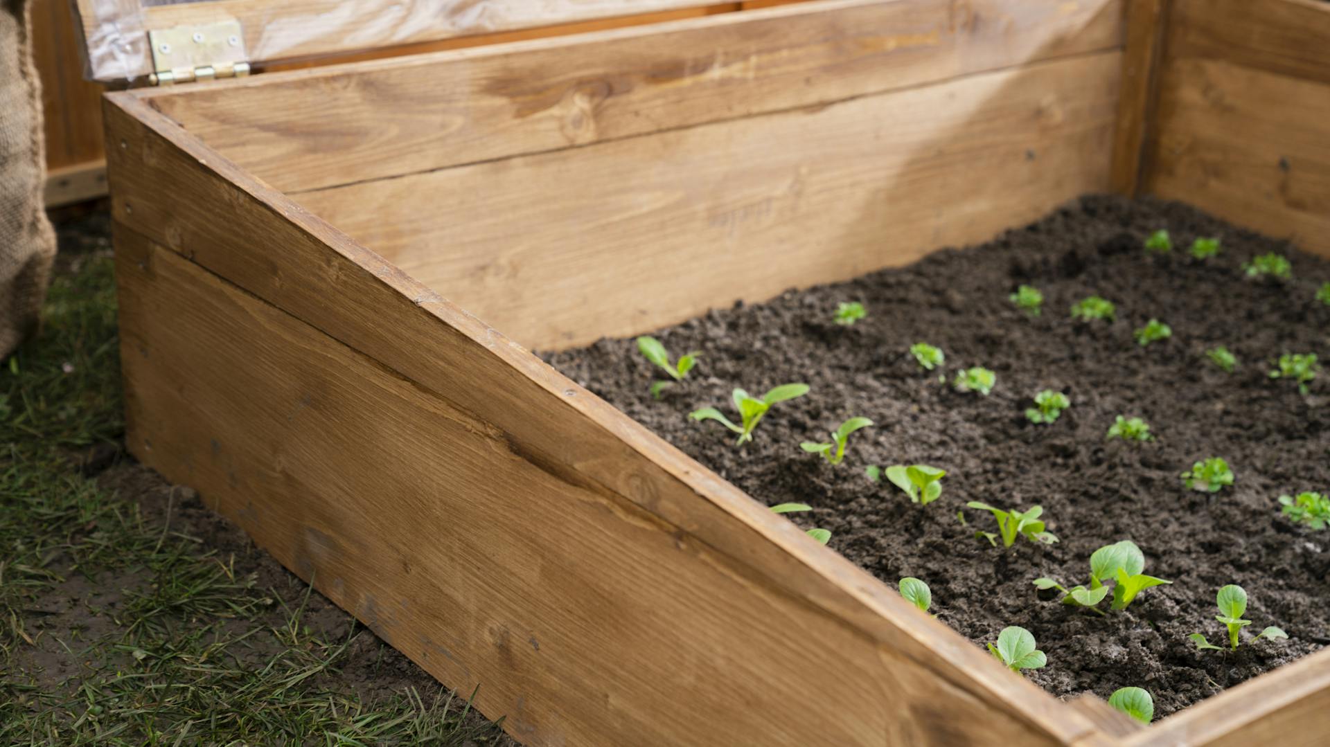 Junge Pflanzen im Frühbeet