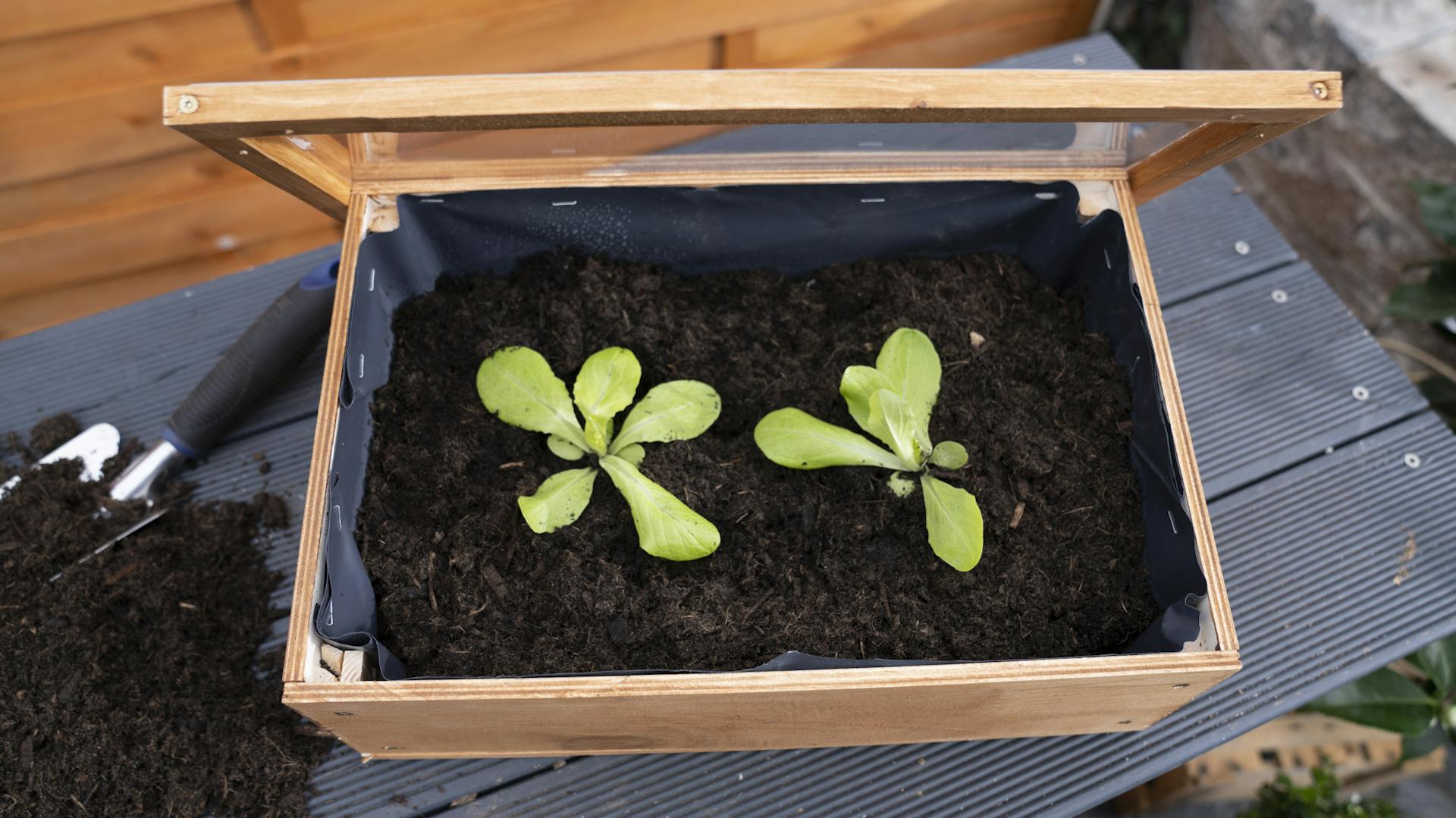 Topshot eines bepflanzten Mini-Frühbeets
