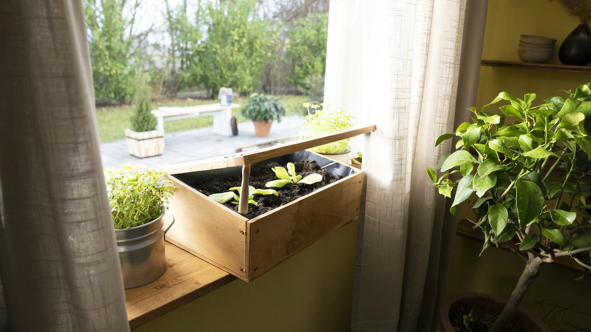 Geöffnetes Mini-Frühbeet steht auf der Fensterbank