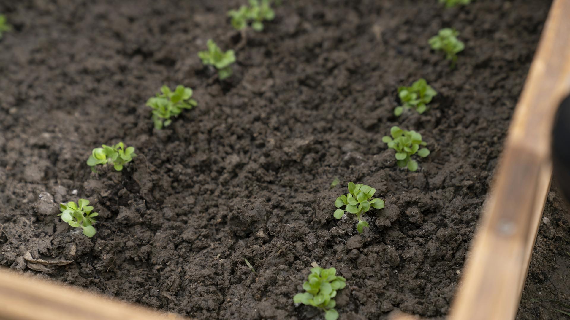 Kleine Pflänzchen im Frühbeet