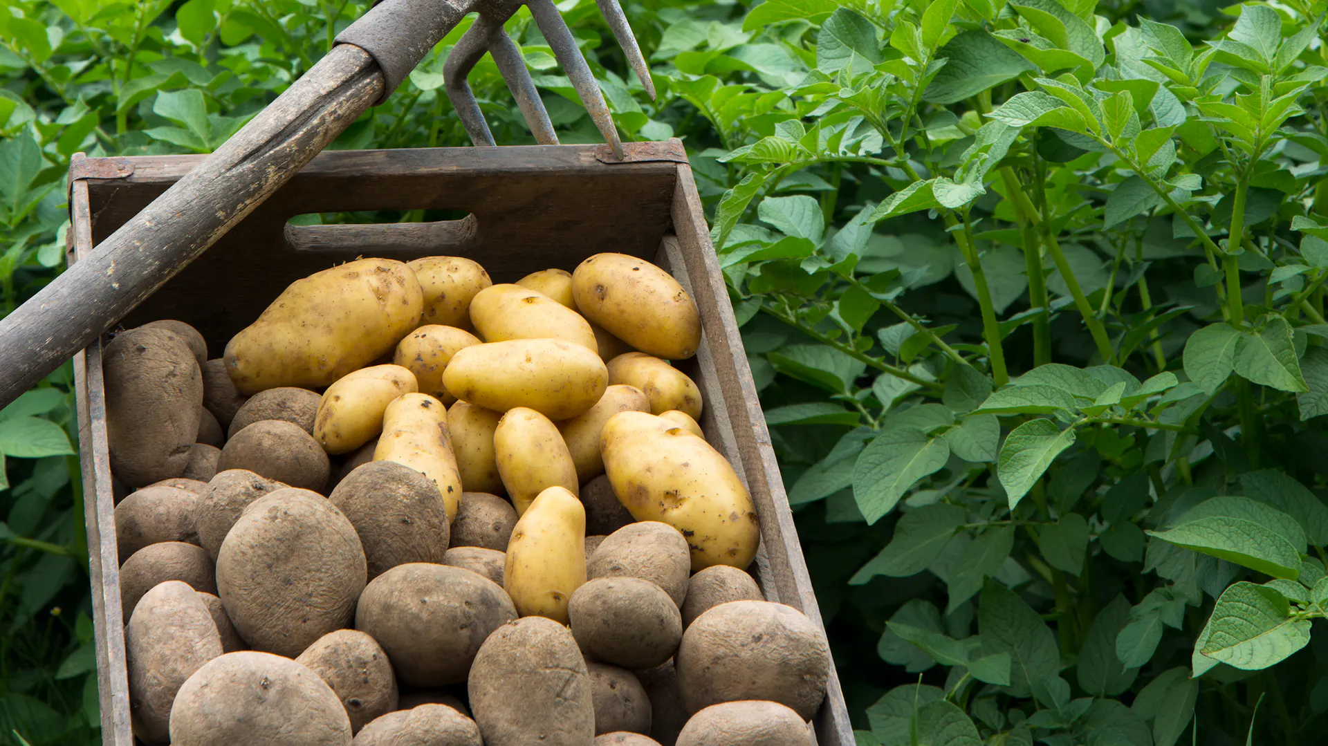 Spätkartoffeln und Frühkartoffeln in einer Kiste