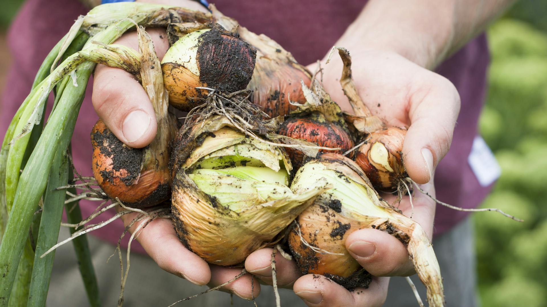 Frisch geerntete Zwiebeln liegen in den Händen des Gärtners.