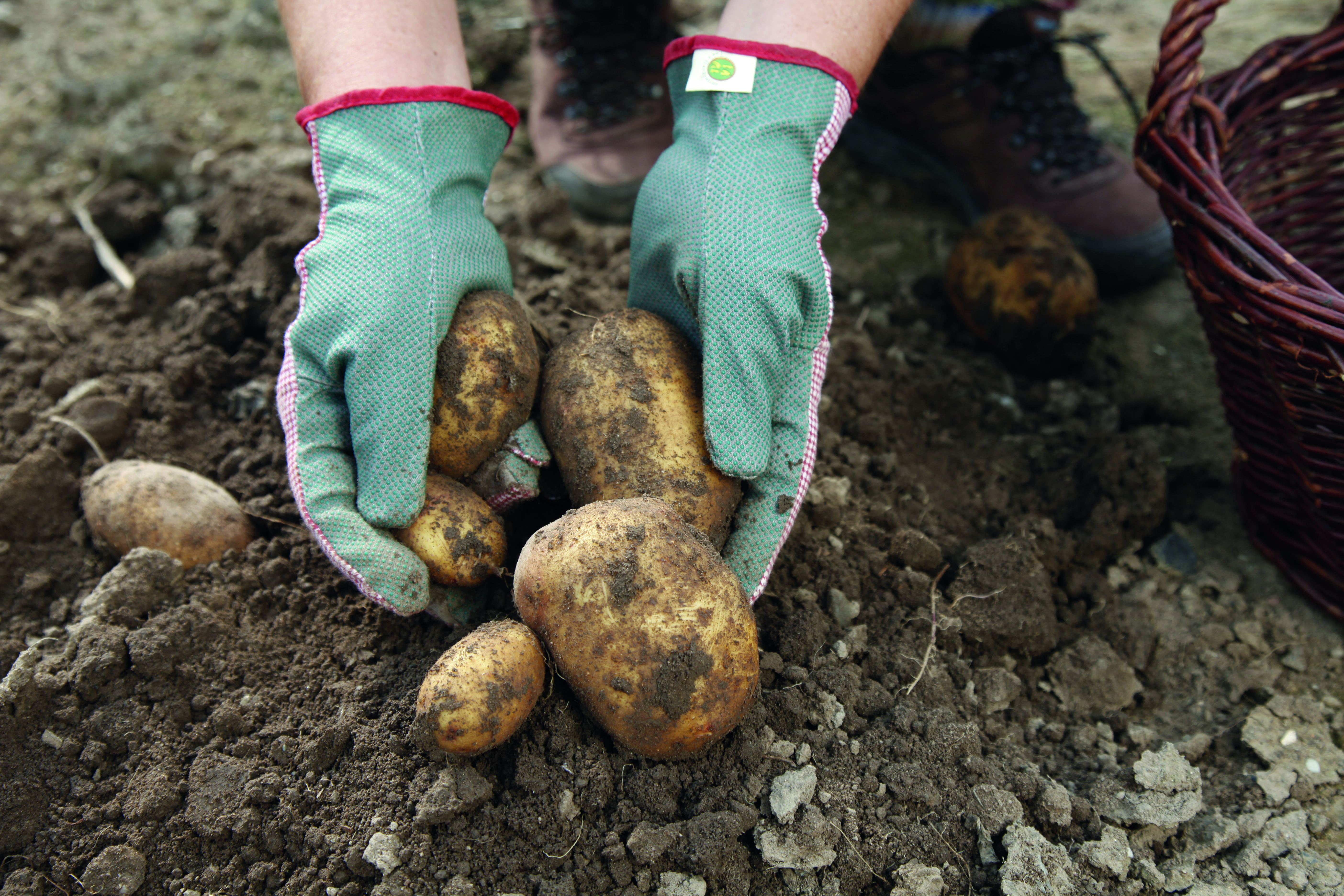 Person pflanzt Kartoffel im Beet.