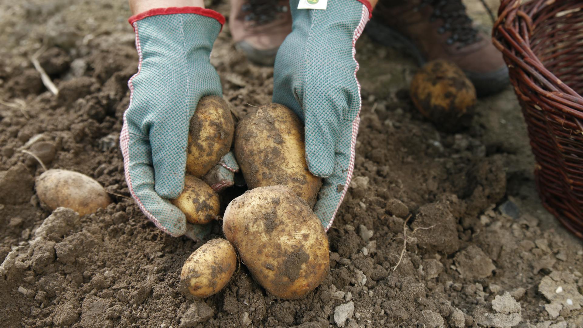 Person pflanzt Kartoffel im Beet.