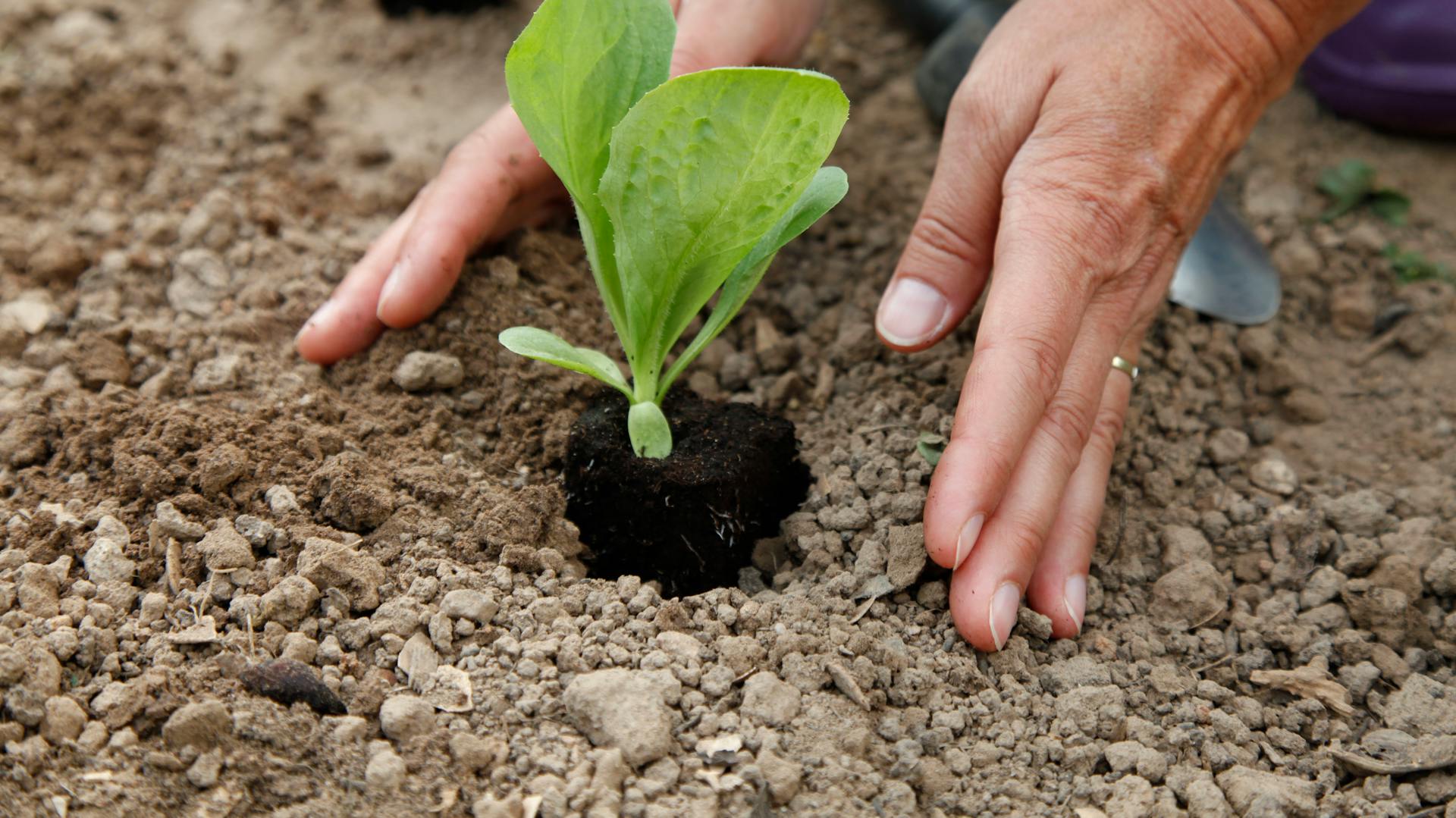 Ruky sadiace sadenicu zeleniny.