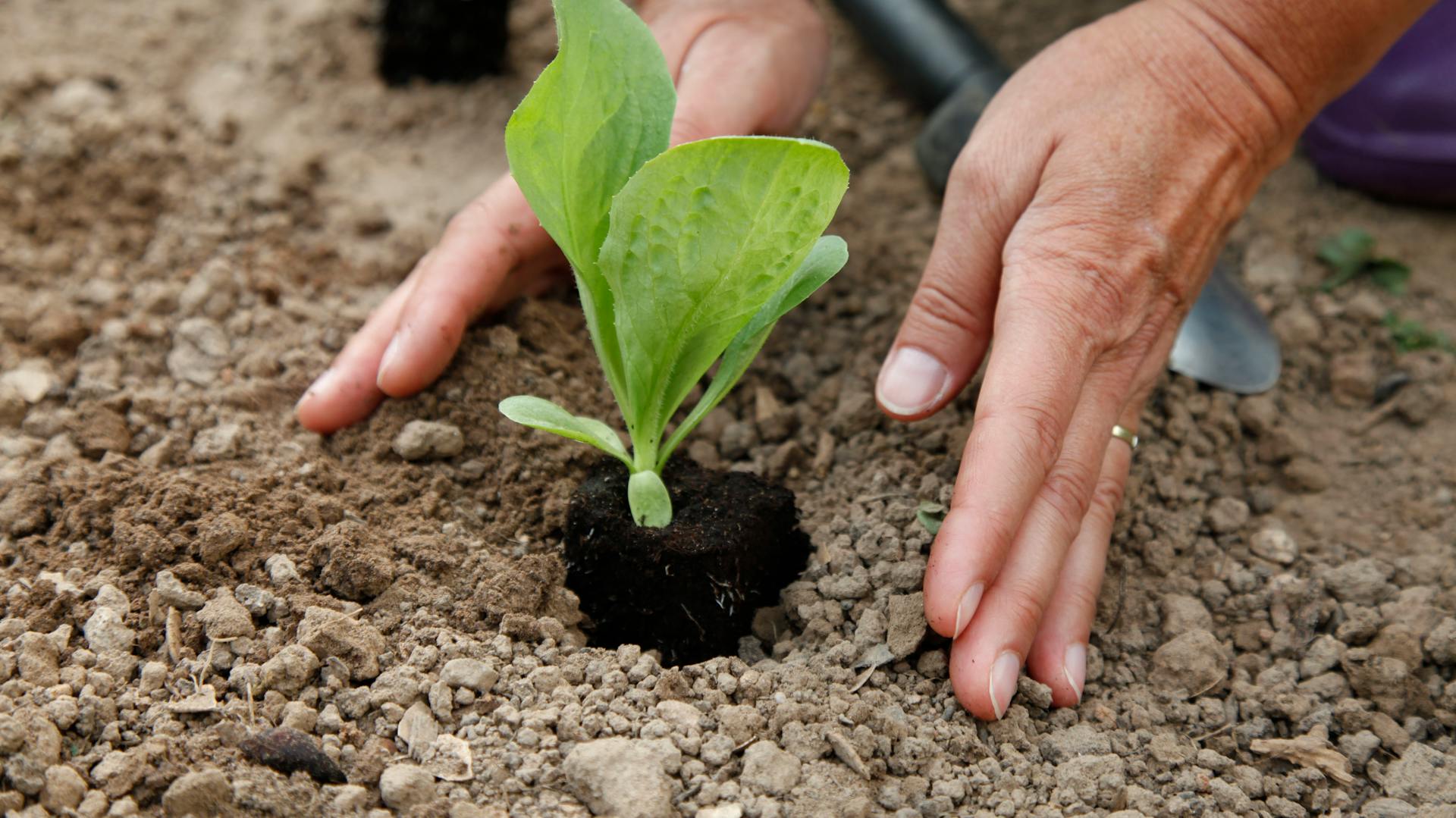 Person pflanzt Gemüse in ein Beet.