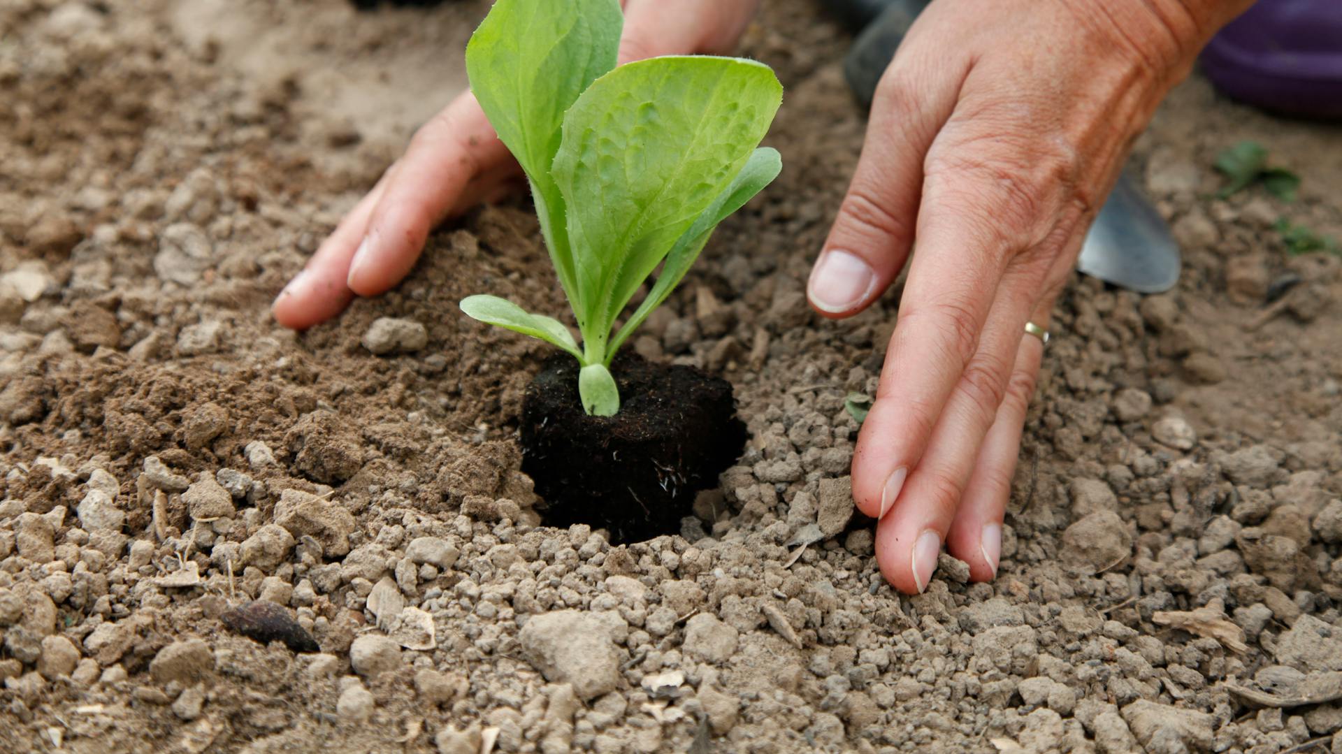 Zöldségtermesztés