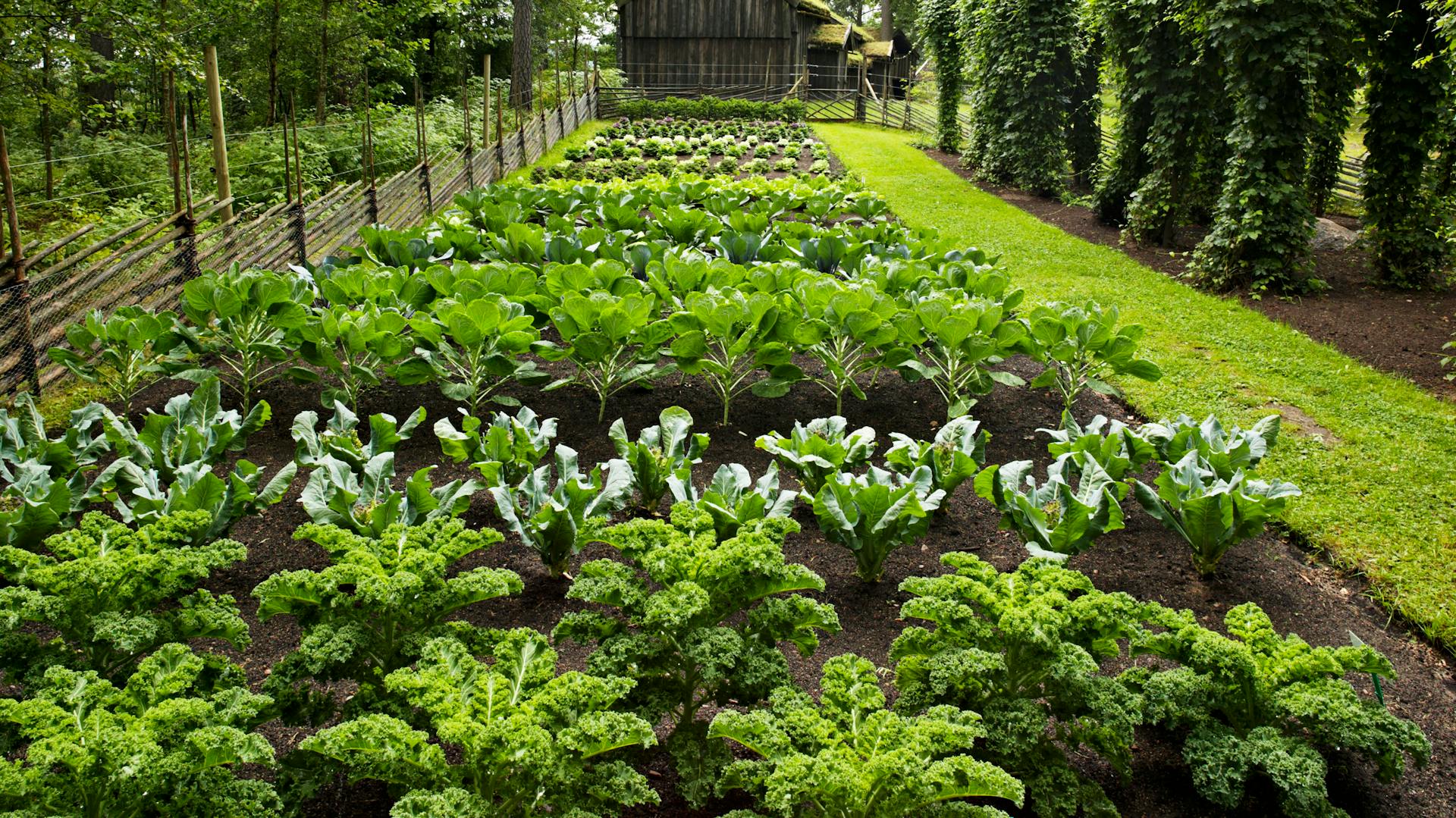 Gemüsebeet mit unterschiedlichen Kohlpflanzen