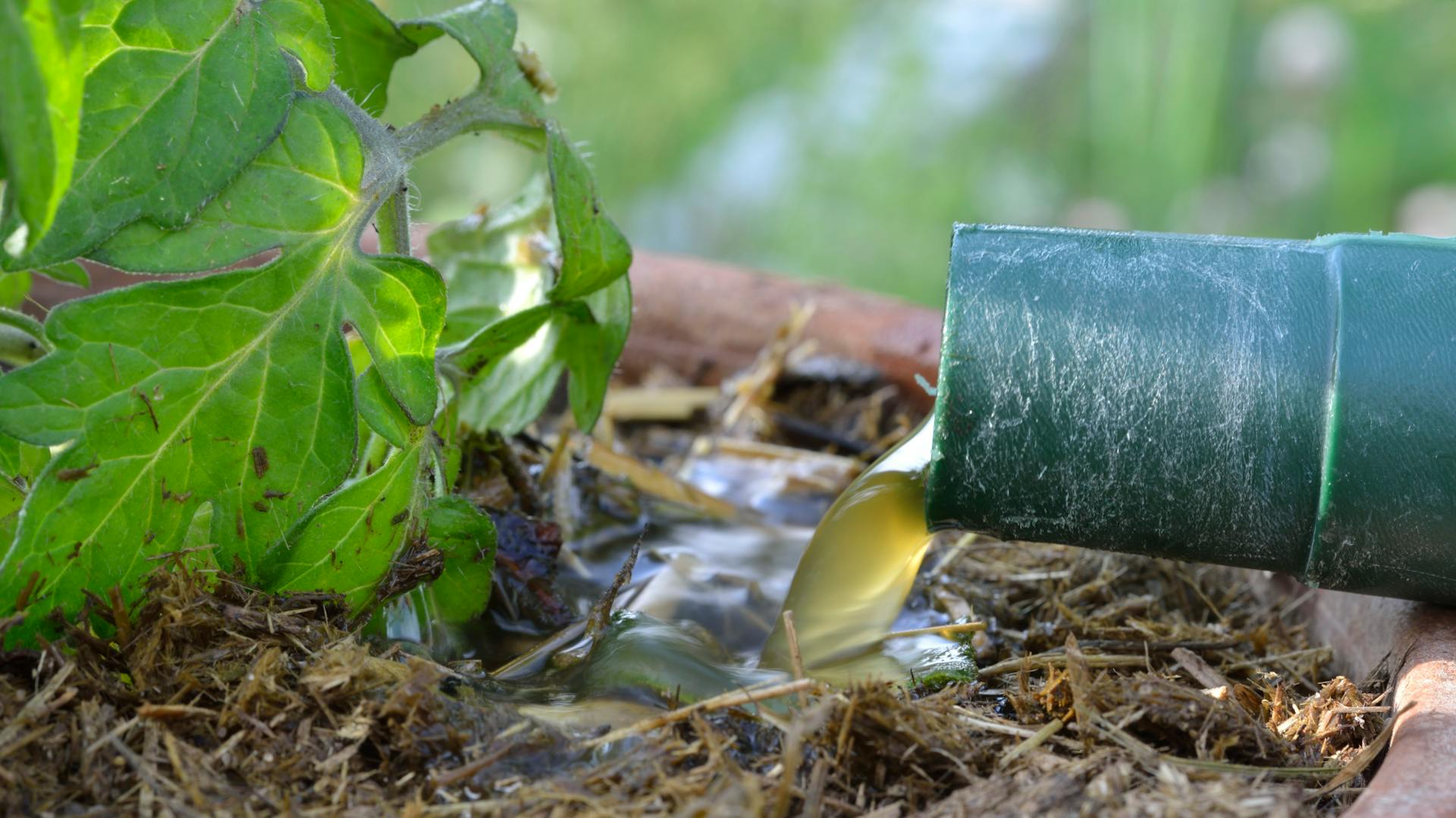 Mit Brennnesseljauche Gemüse düngen