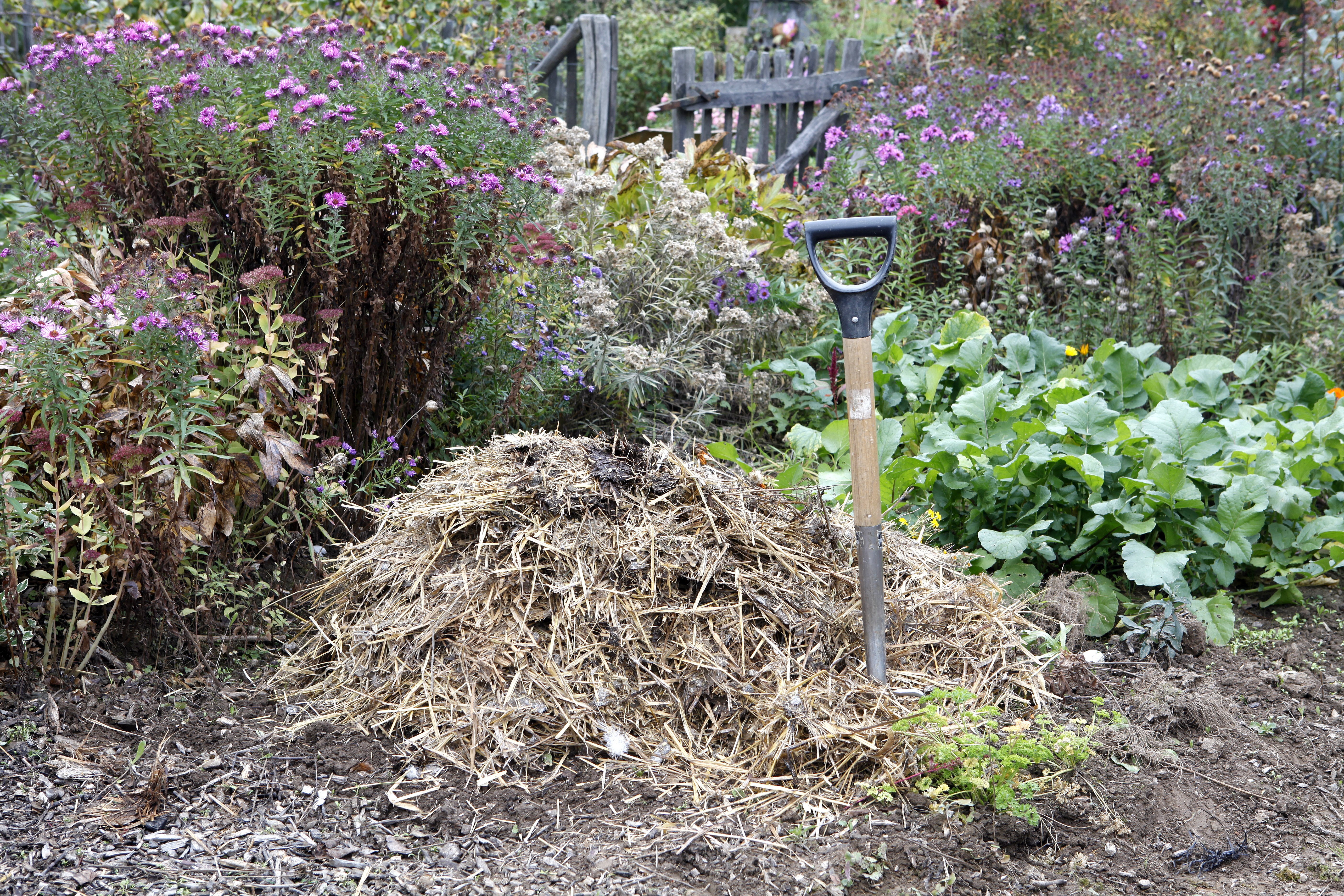 Gemüse düngen Ratgeber zur richtigen Düngung OBI