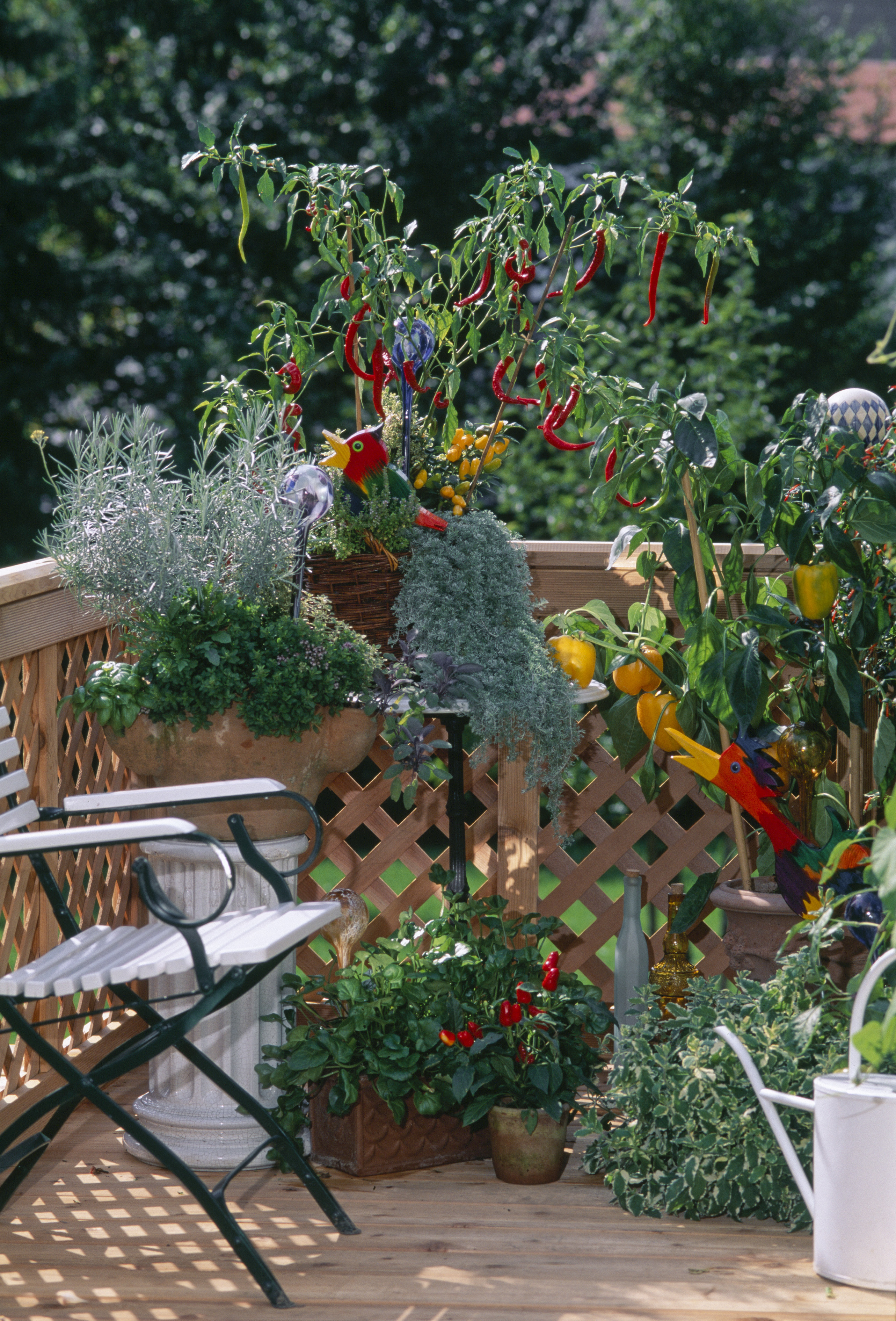 Gemüsegarten auf dem Balkon mit verschiedenen Sorten