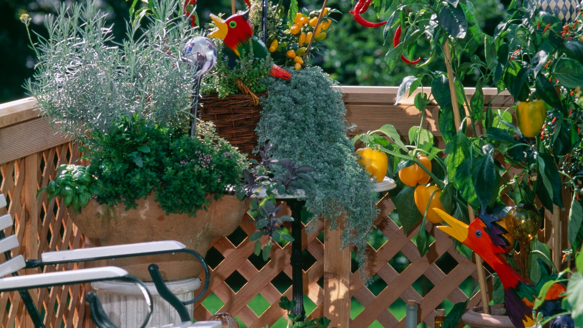 Gemüsegarten auf dem Balkon mit verschiedenen Sorten