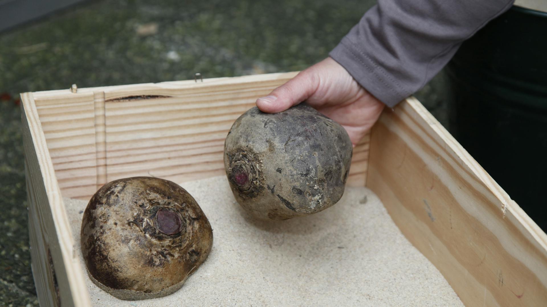 Eine Person legt ungewaschenes Gemüse in eine mit Sand gefüllte Holzkiste.