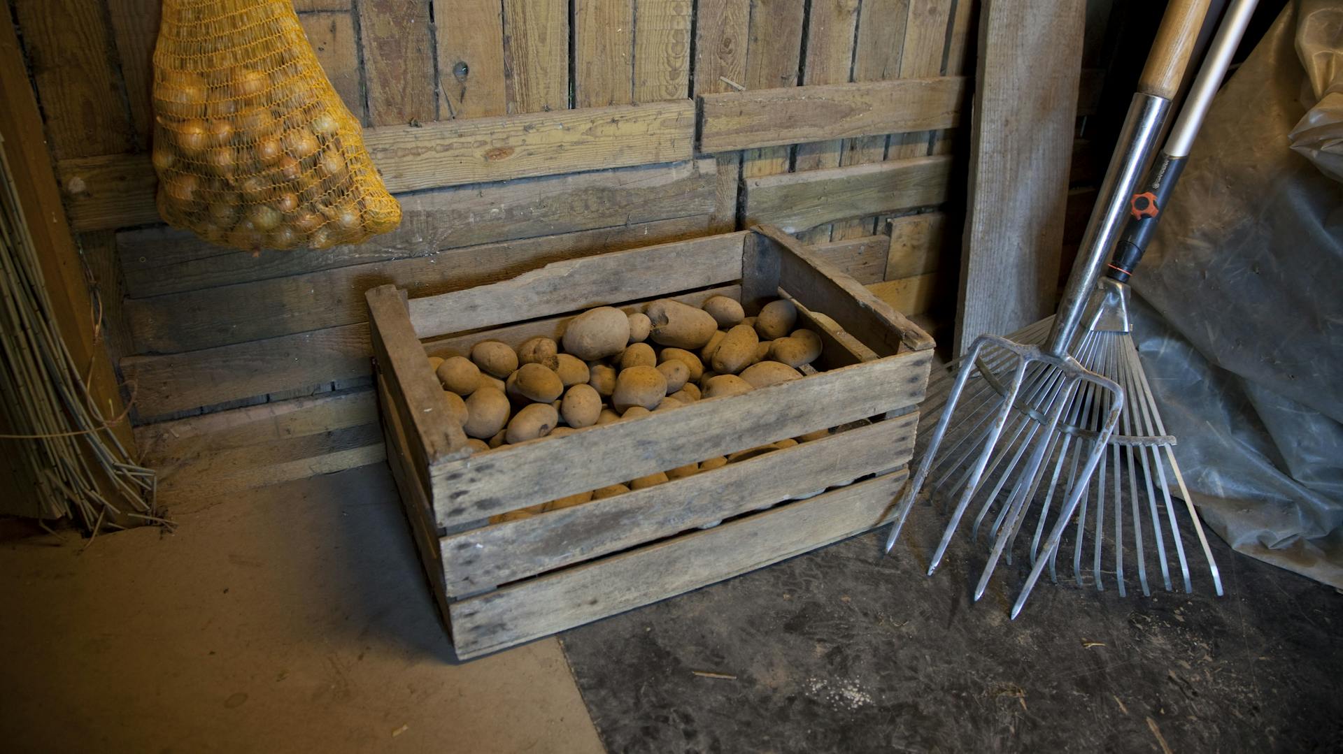 Eine mit Kartoffeln gefüllte Holzkiste steht in einem alten Keller vor einer Holzwand.