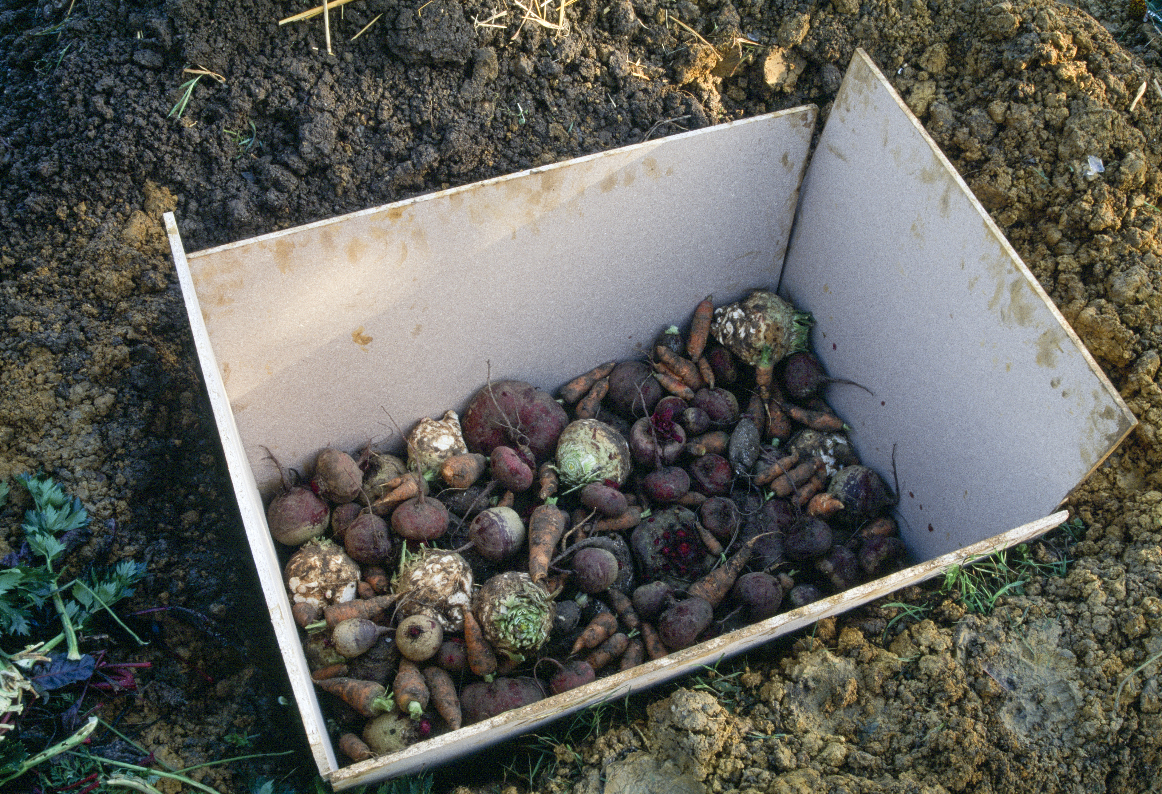 Zöldségek egy földbe ásott ládában.