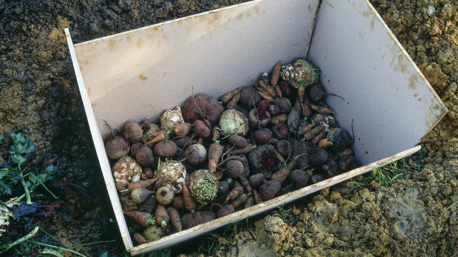 Gemüse liegt in einer Kiste, welche in einer Erdmulde eingegraben ist.