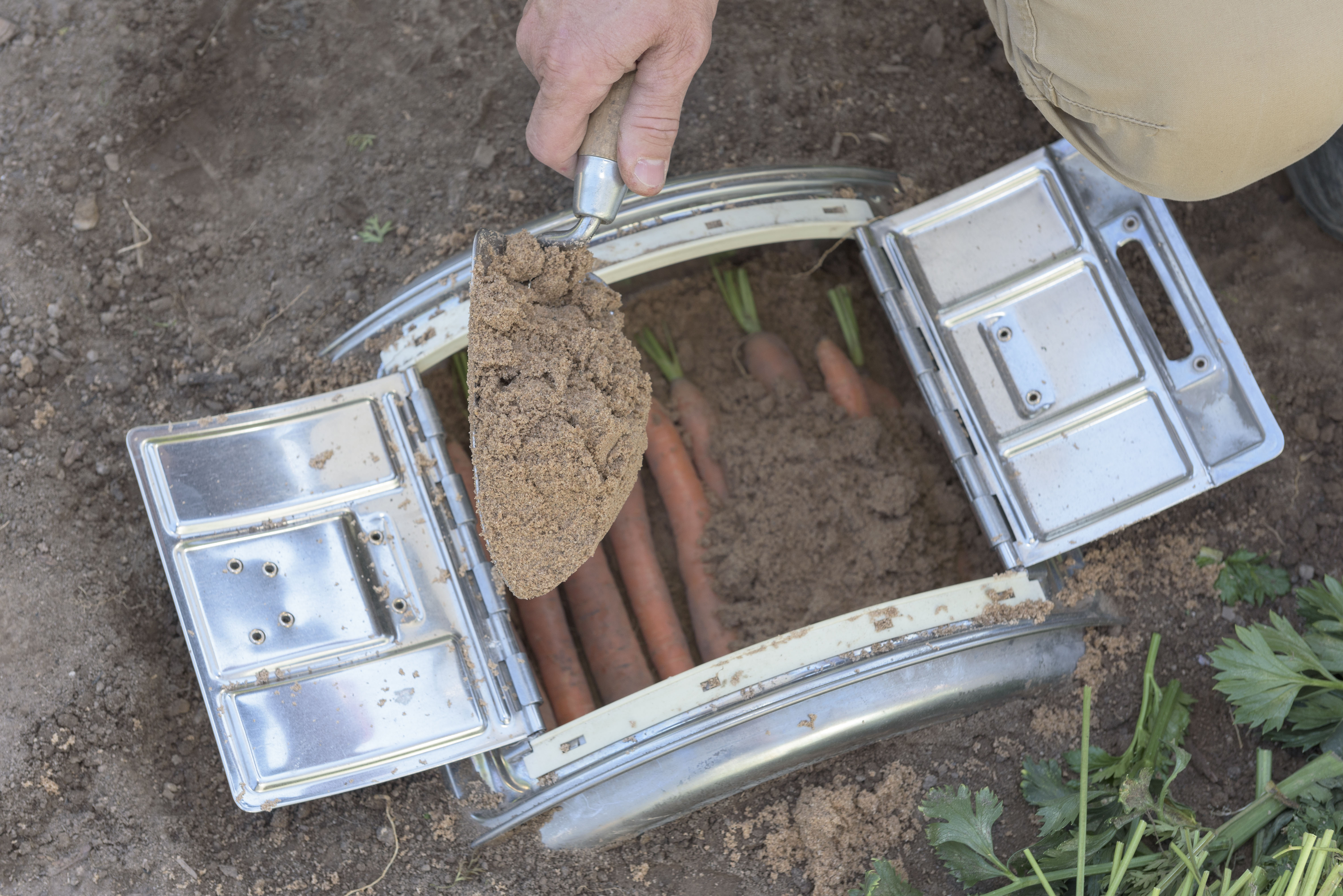 Egy személy földdel tölt meg egy földbe ásott, régi mosógépdobot. A dobban sárgarépa van.