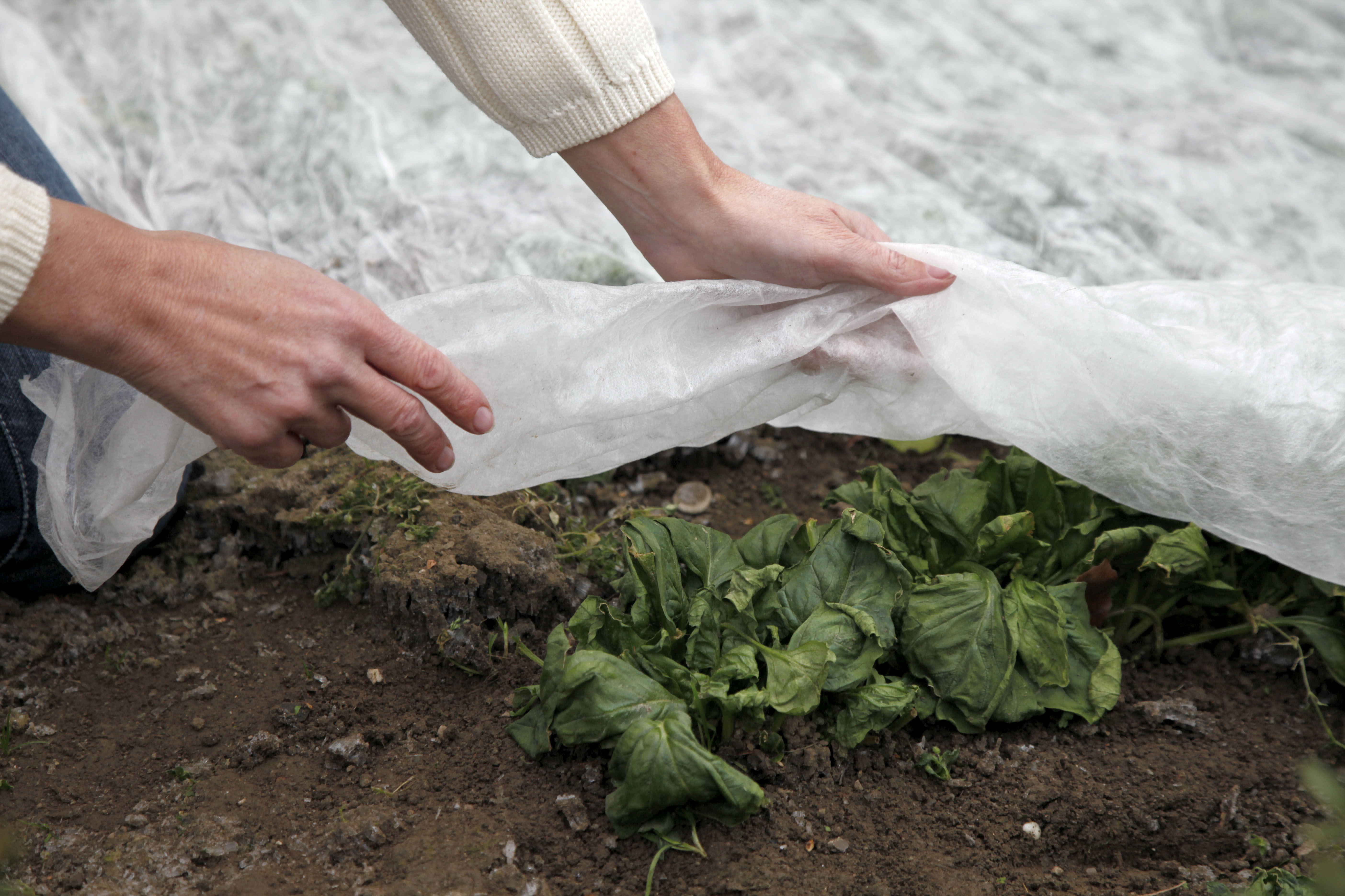 Egy személy ponyvával takarja be a zöldségeket az ágyásban.