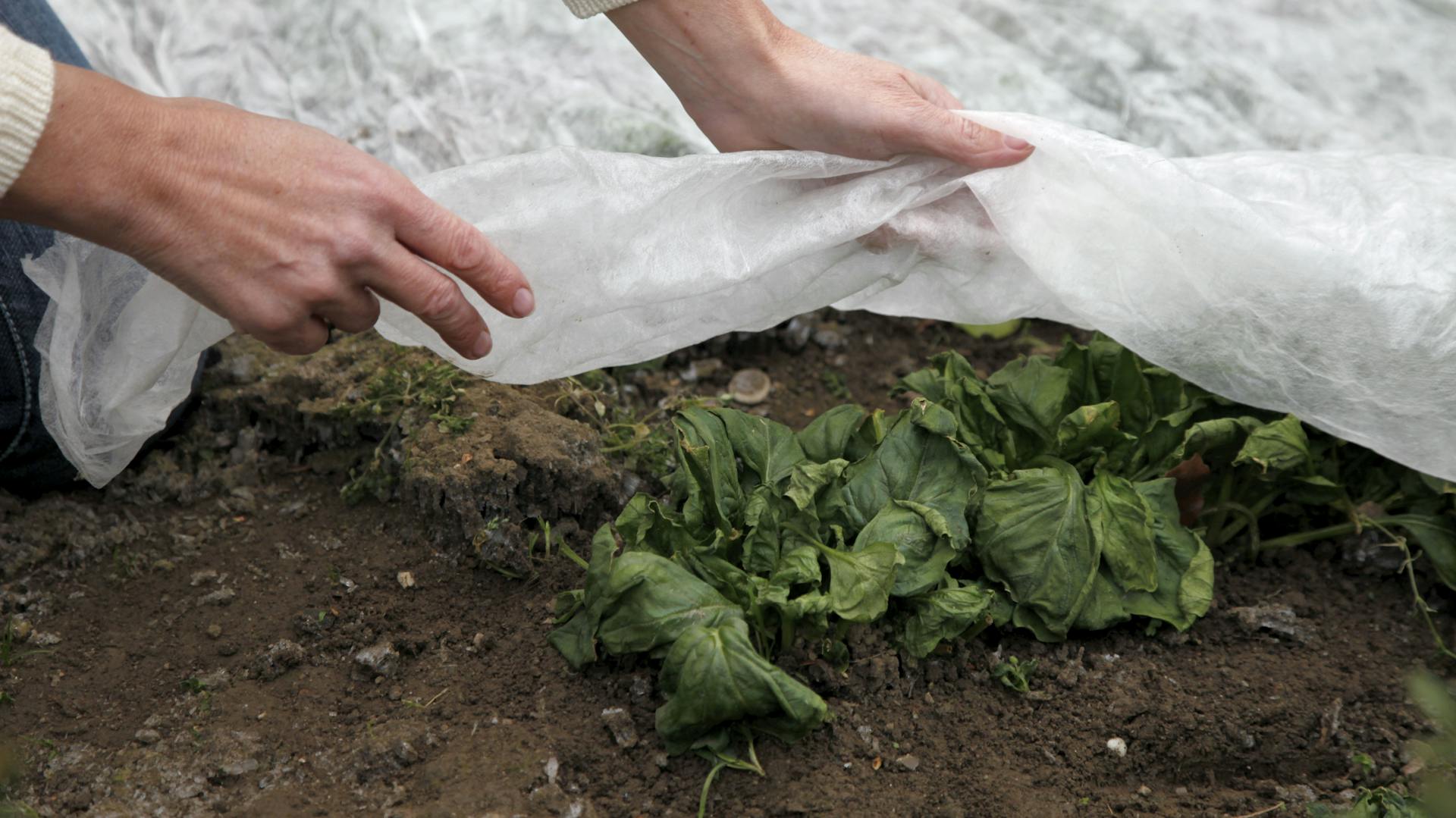 Eine Person deckt Gemüse im Beet mit einer Plane ab.
