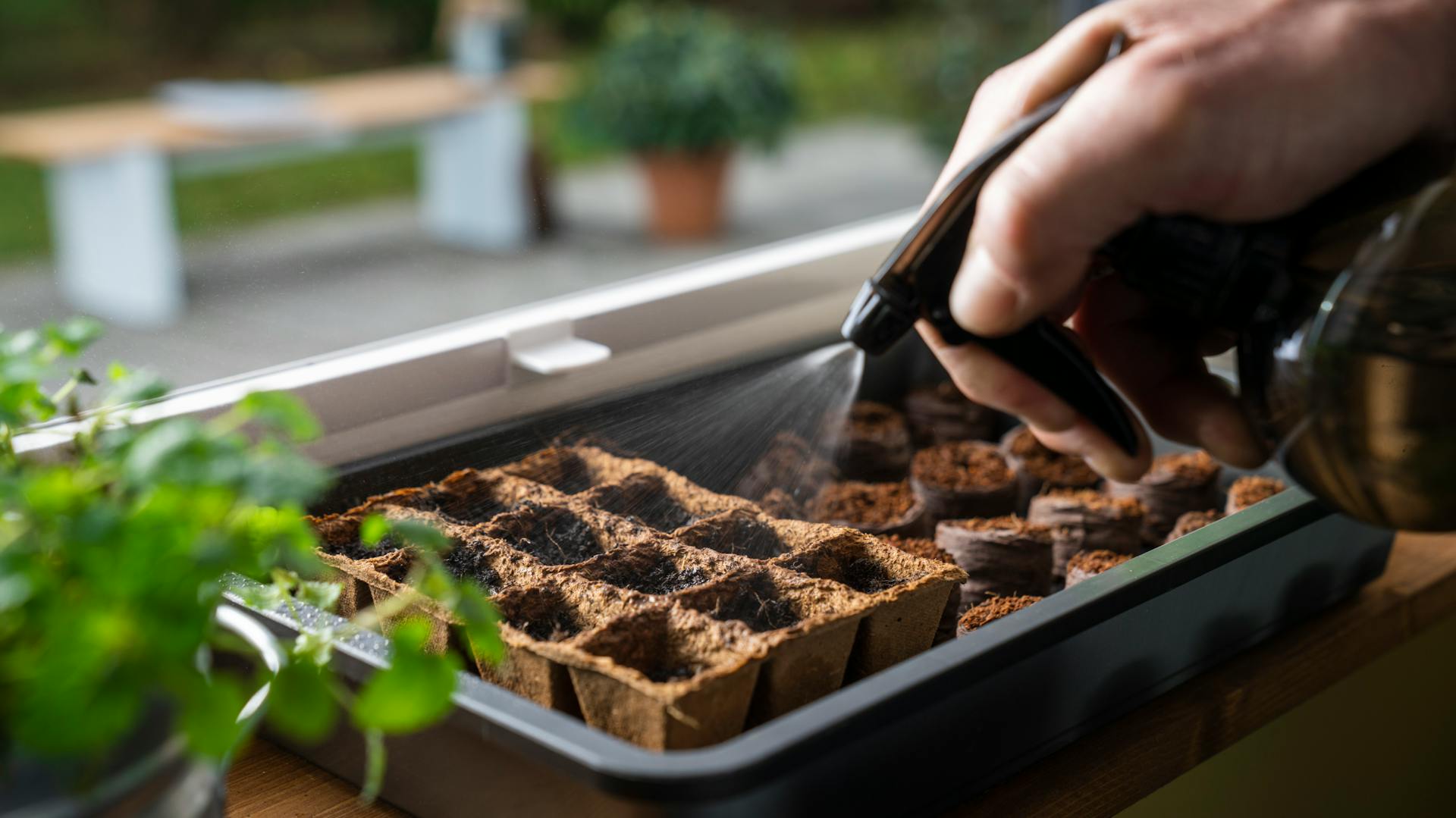 I semi nei vasi di coltura vengono spruzzati con acqua