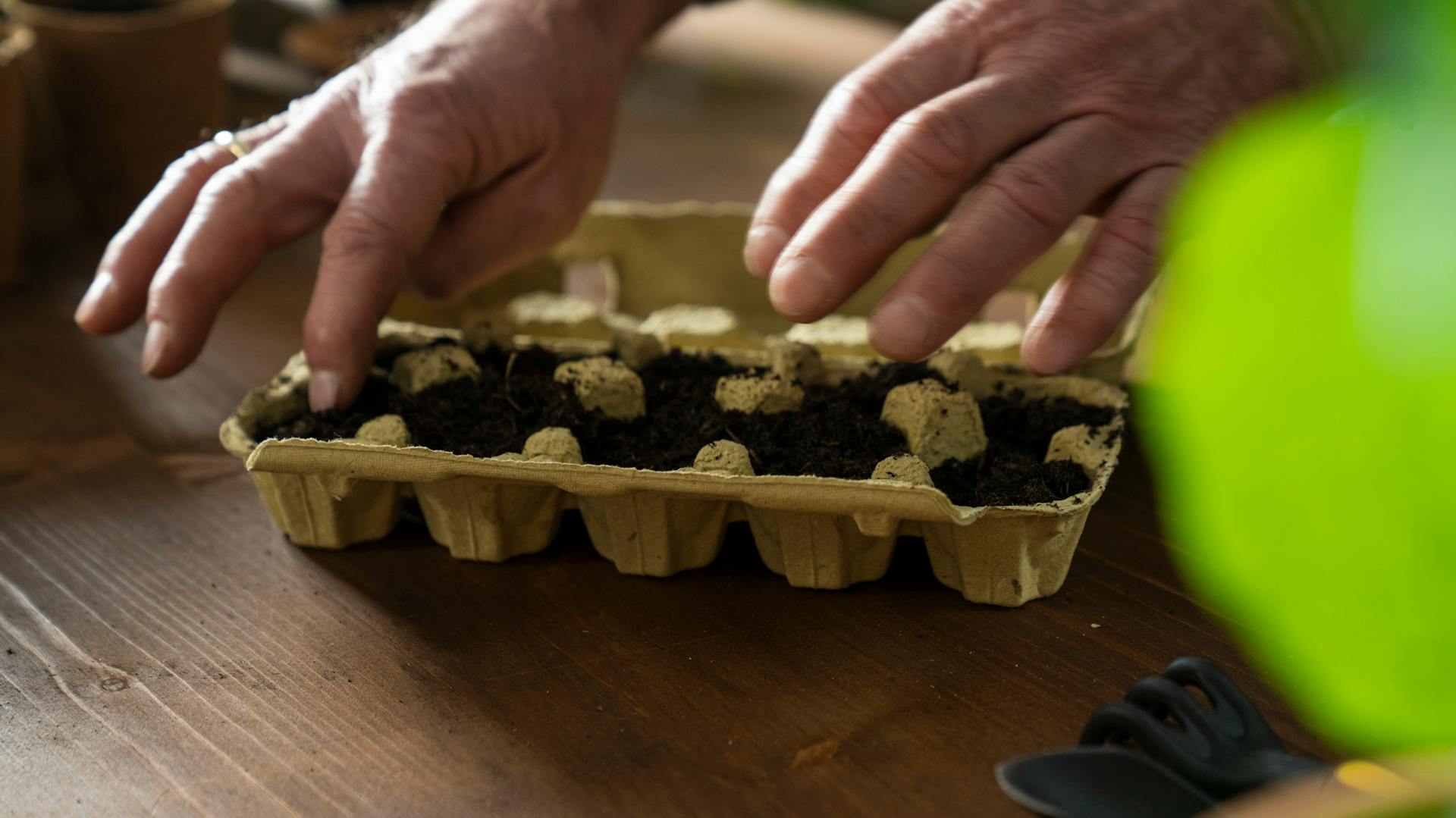 Riempimento di una scatola delle uova con terriccio