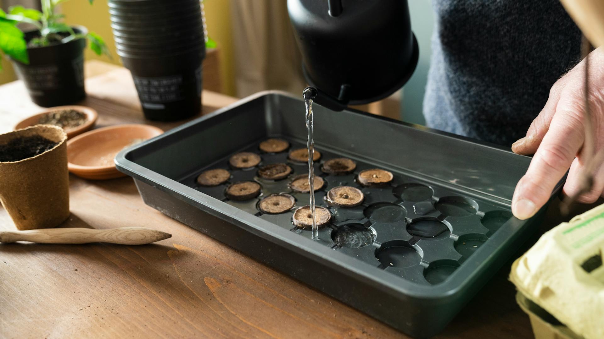 Irrigazione delle cialde compresse di cocco con l'annaffiatoio