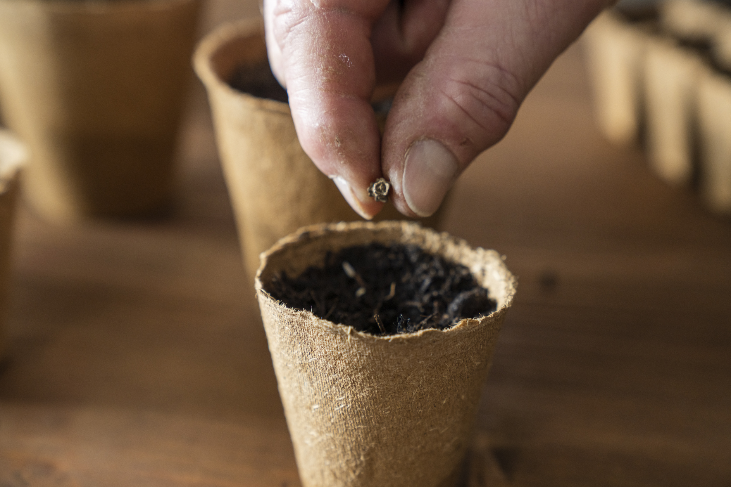 Messa a dimora di un seme in un vaso di fibra di cocco riempito di terriccio