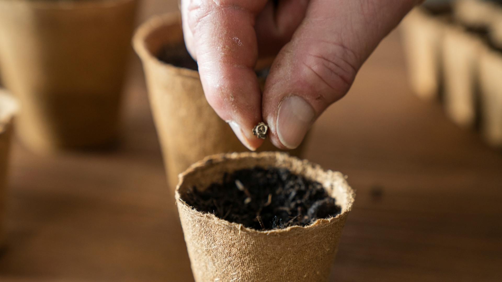 Messa a dimora di un seme in un vaso di fibra di cocco riempito di terriccio