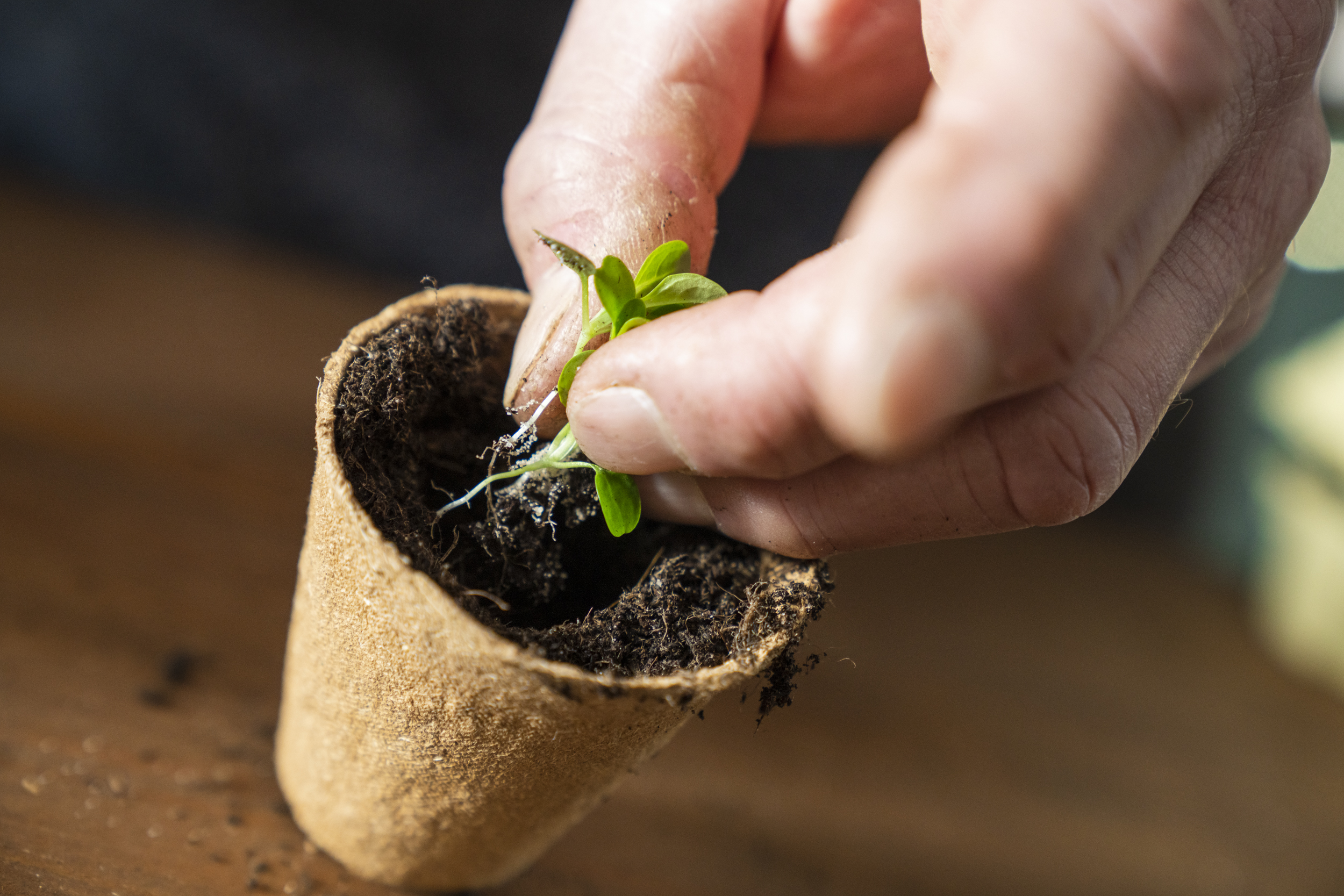 Trapianto di un germoglio nel terriccio