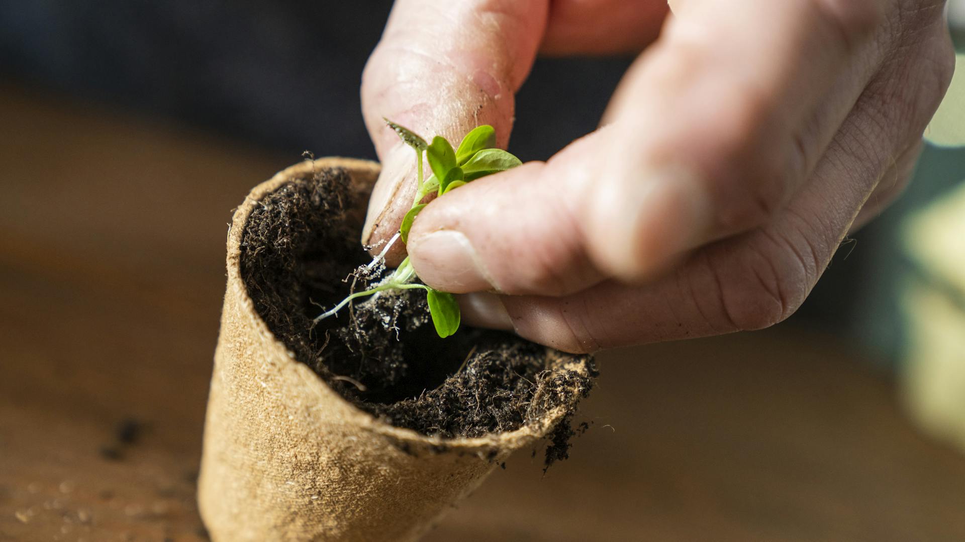 Trapianto di un germoglio nel terriccio