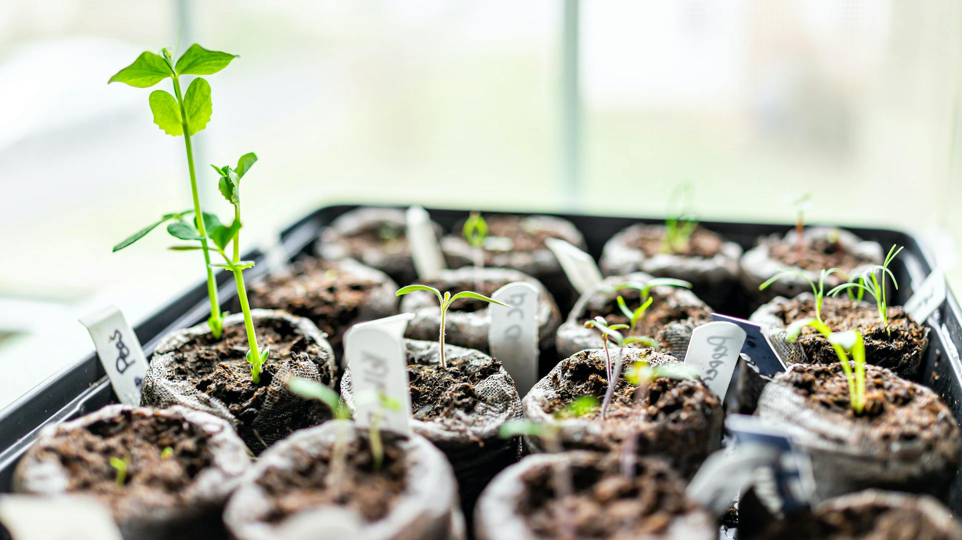 Keimlinge in einer Anzuchtschale