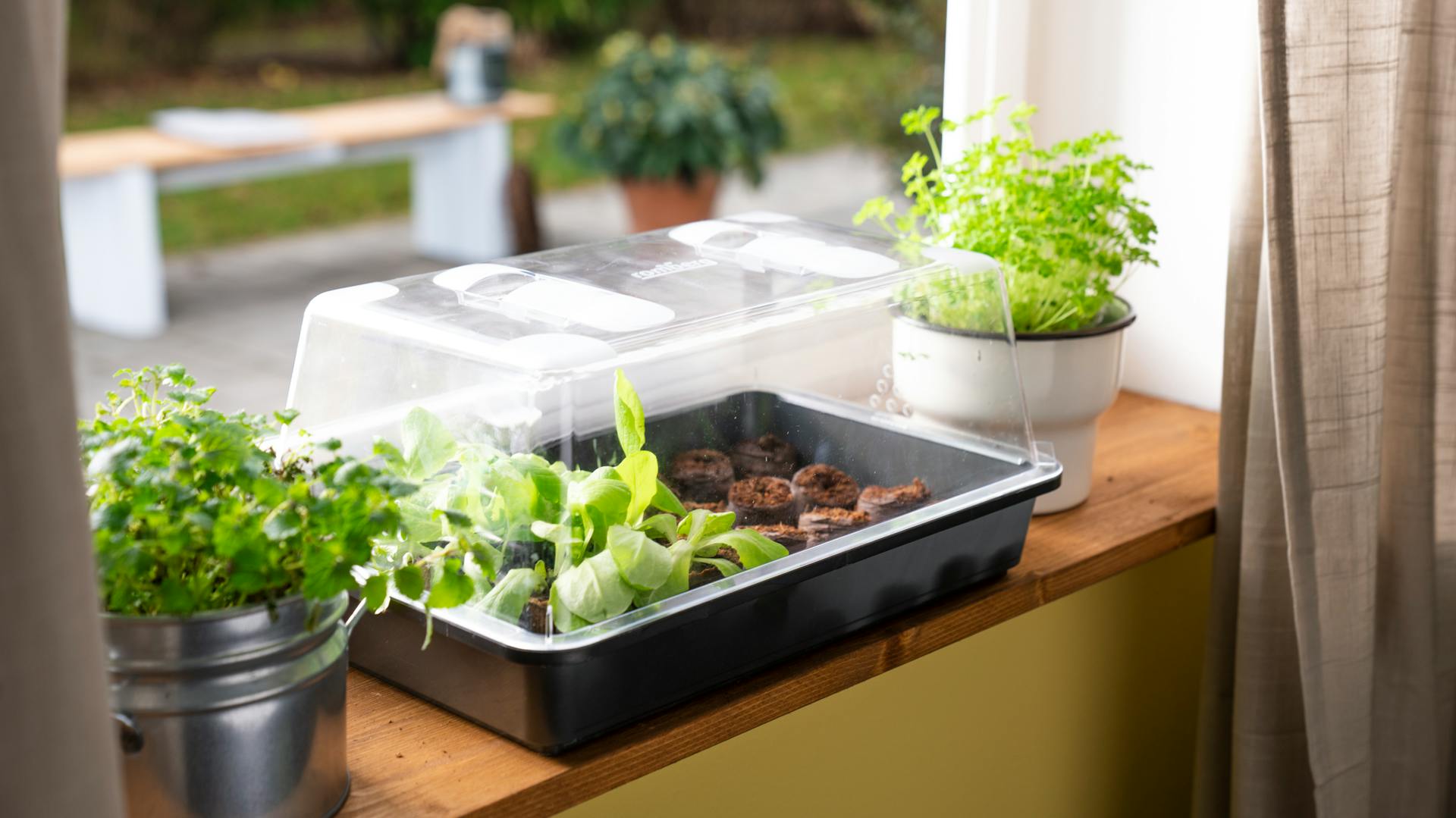 Mini serra sul davanzale di una finestra