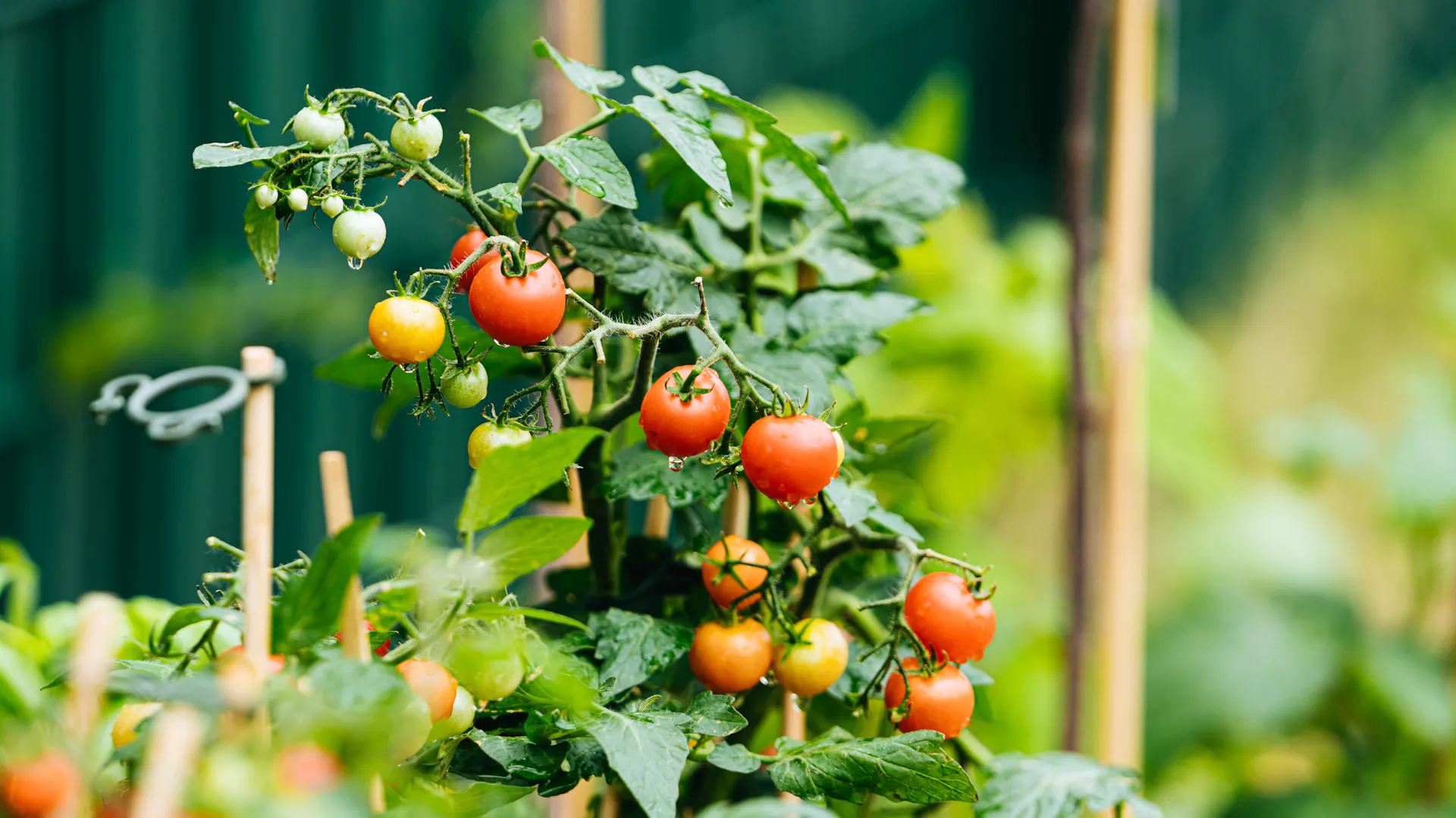 Große Tomatenpflanze im Beet