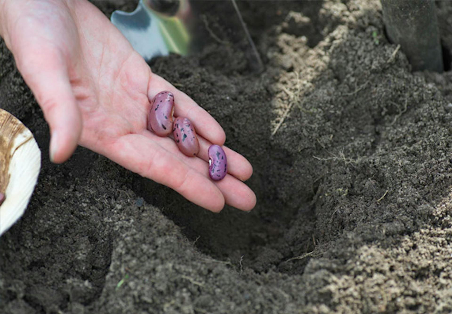 Valaki babot ültet gödrökbe.