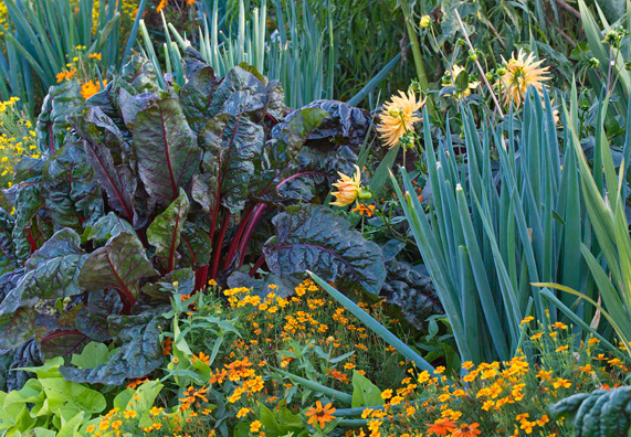 Zöldségek egy ágyásban. Közöttük körömvirág.