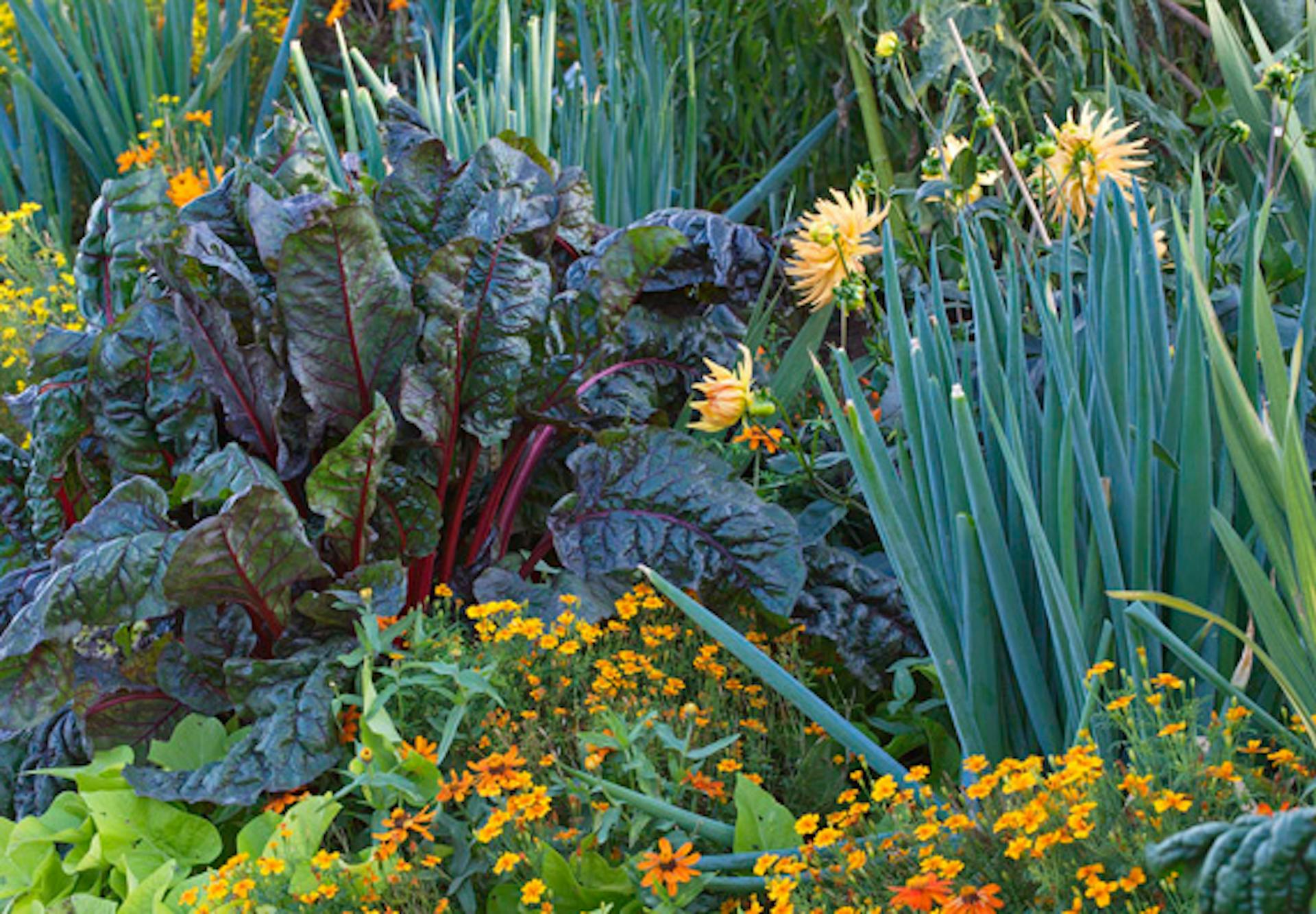 Zöldségek egy ágyásban. Közöttük körömvirág.