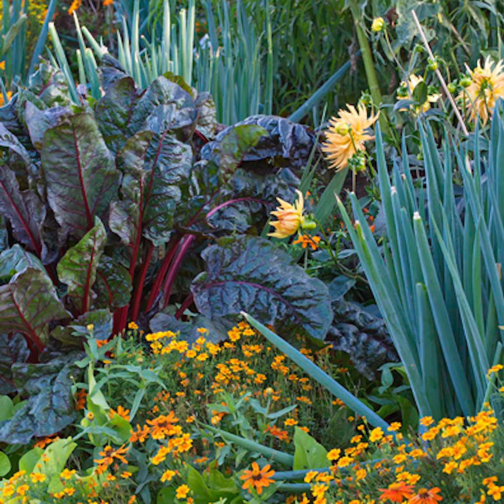 Mehrere Gemüsepflanzen in einem Beet. Dazwischen wächst Tagetes.